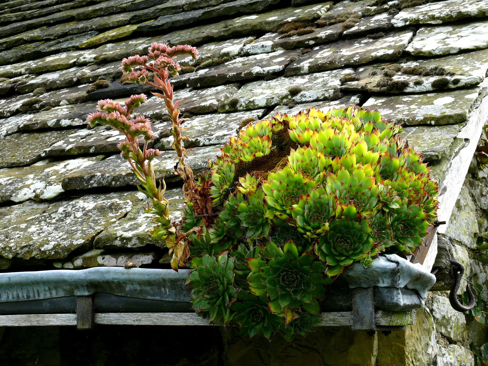 Flowers Growing in Unusual Places (in colour)