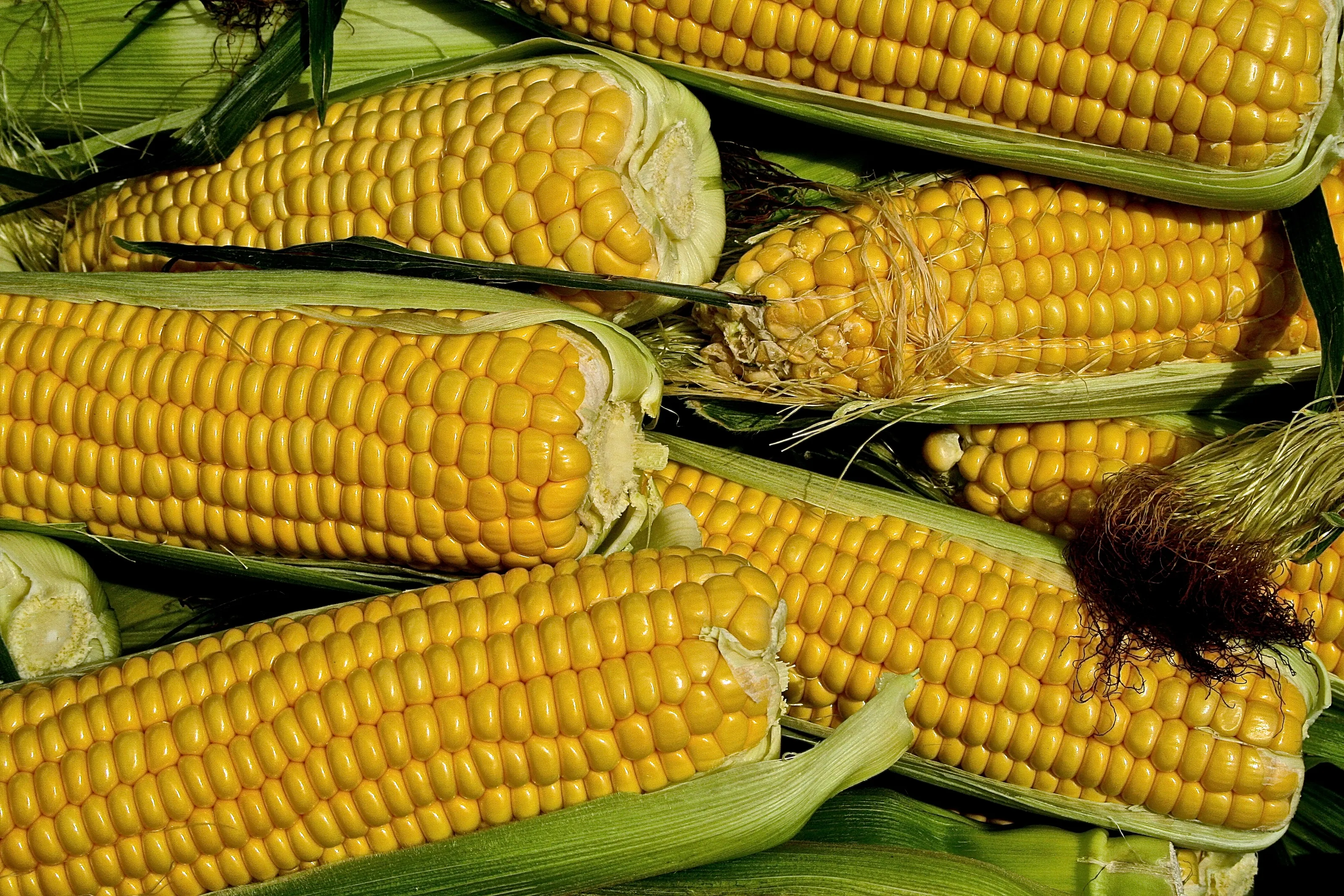 Maize/Corn
