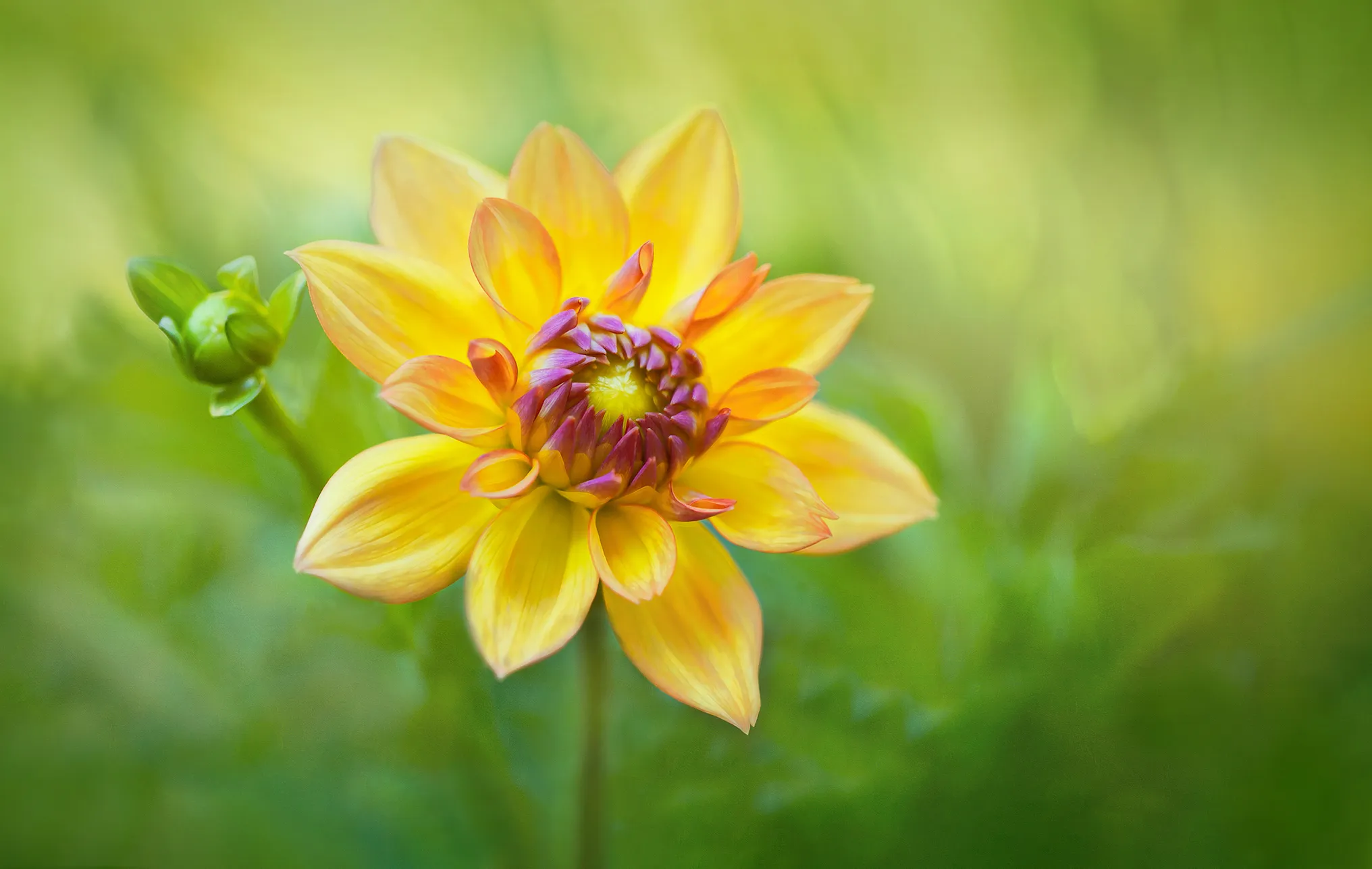 Yellow Flowers