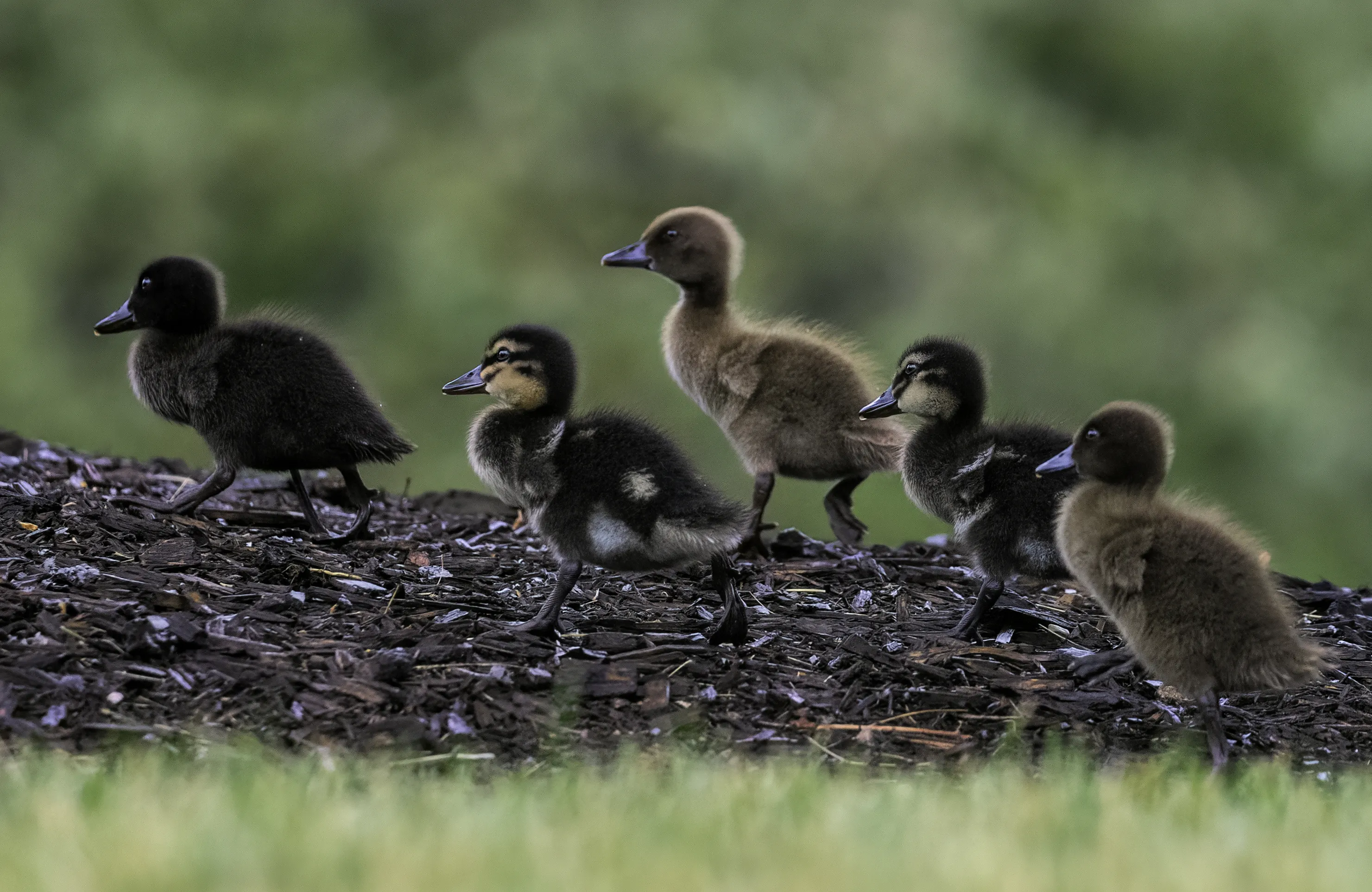 Baby Animals in the Wild (in colour)