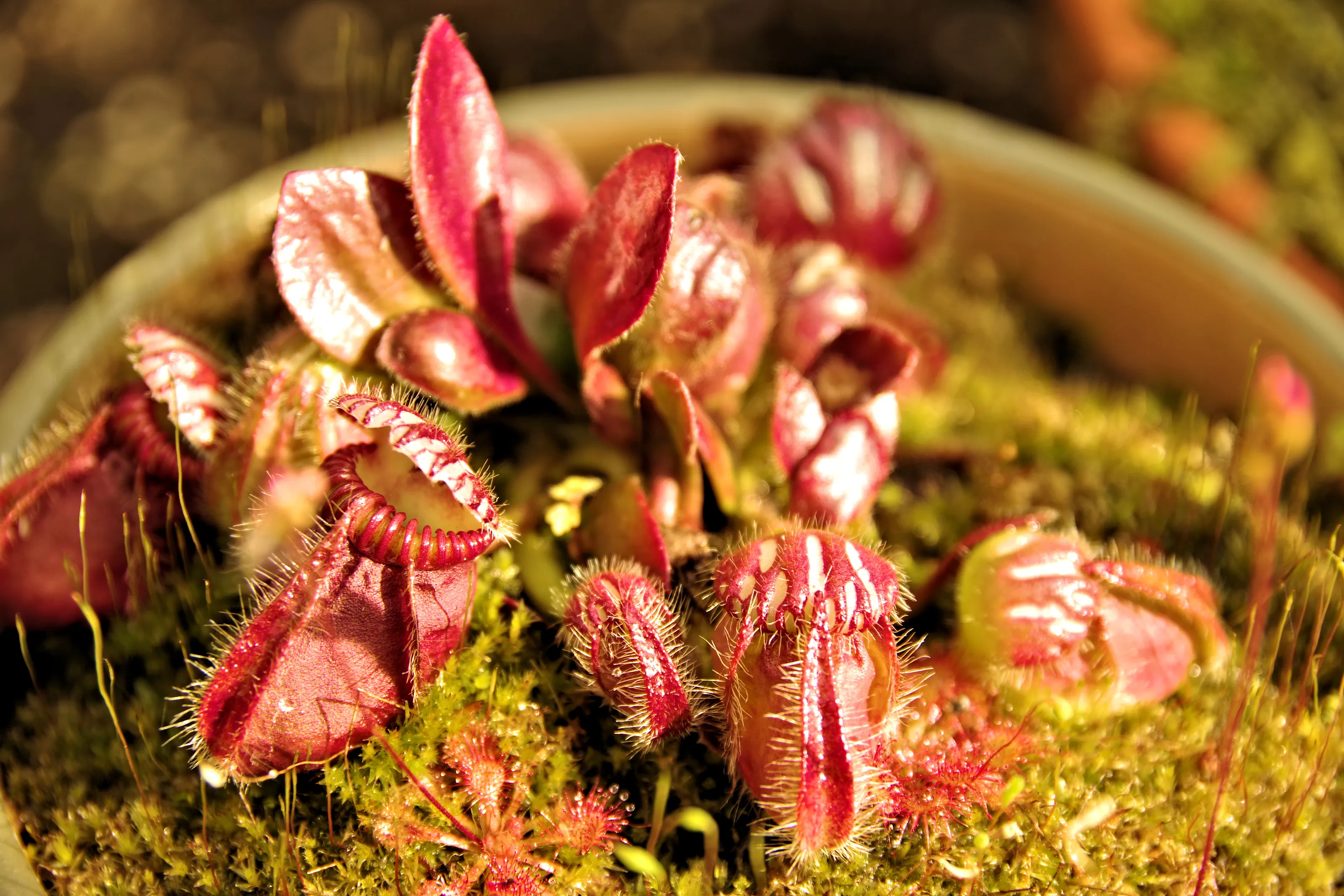 Carnivorous Plants