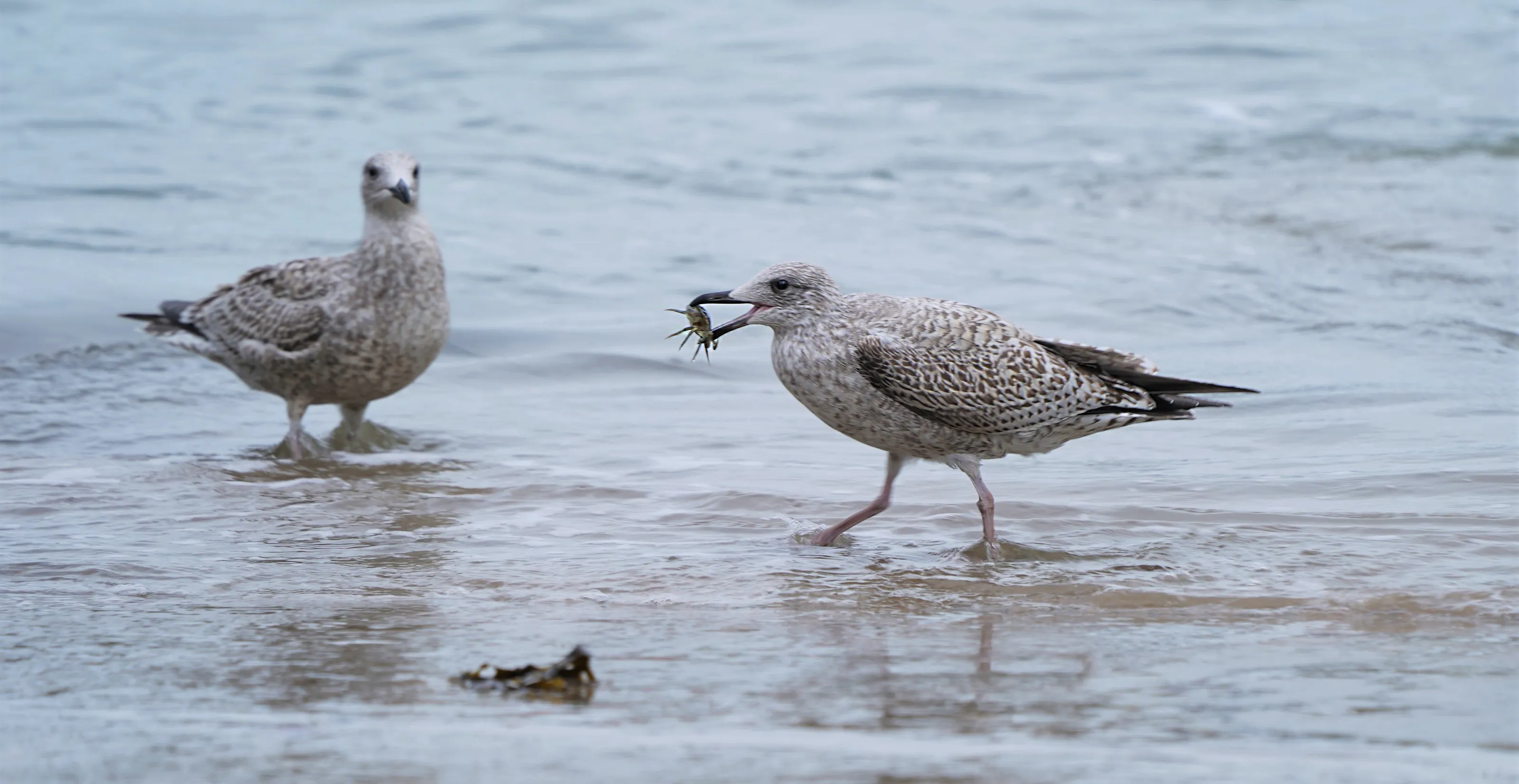 Gulls with Food (in colour)