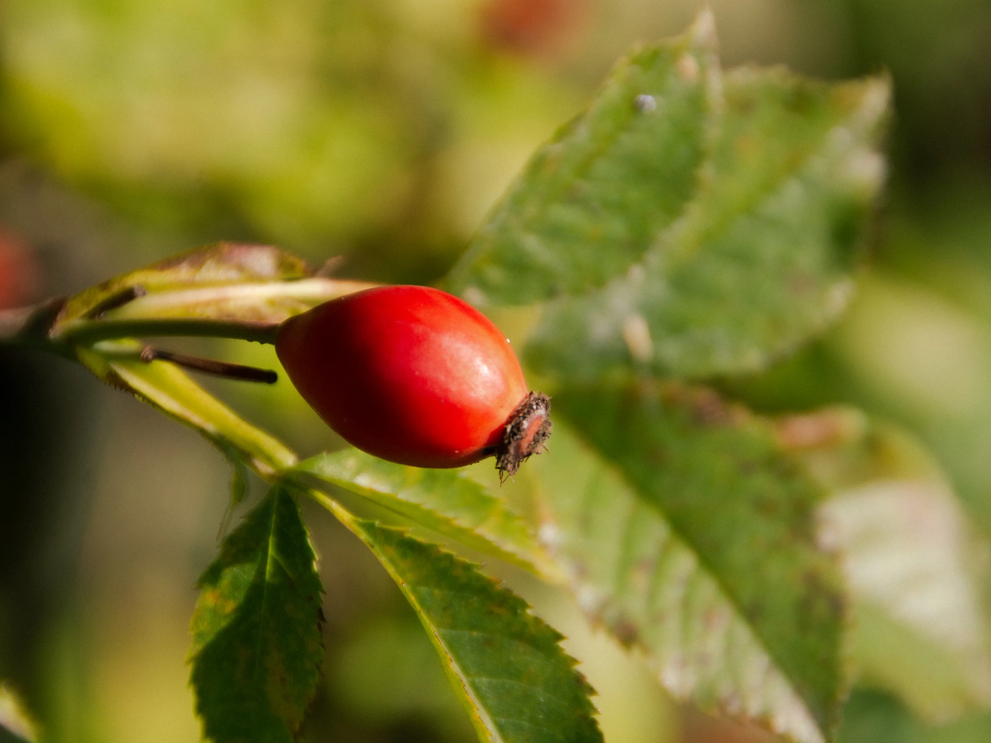 Rose Hips (in colour)
