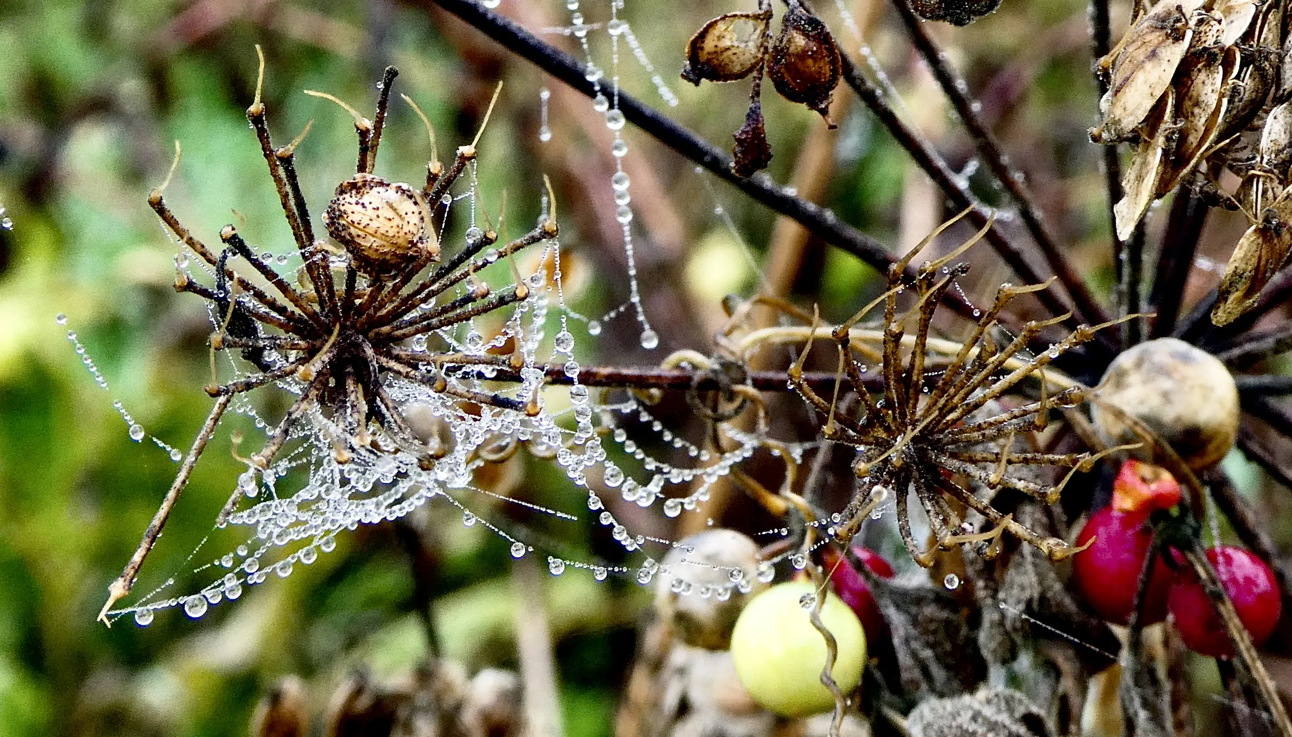 Cobwebs