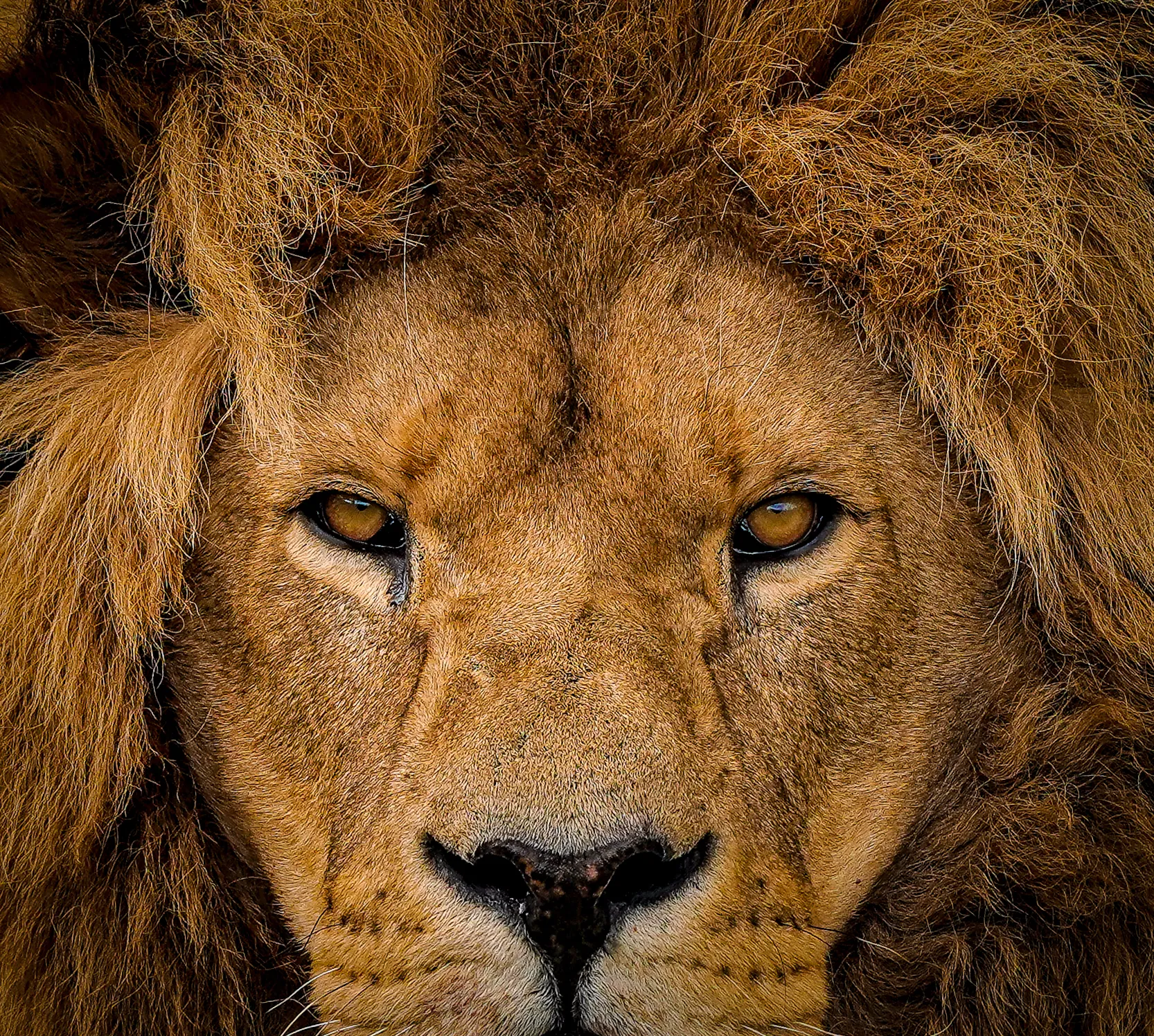 Face of an Animal Looking Towards the Camera