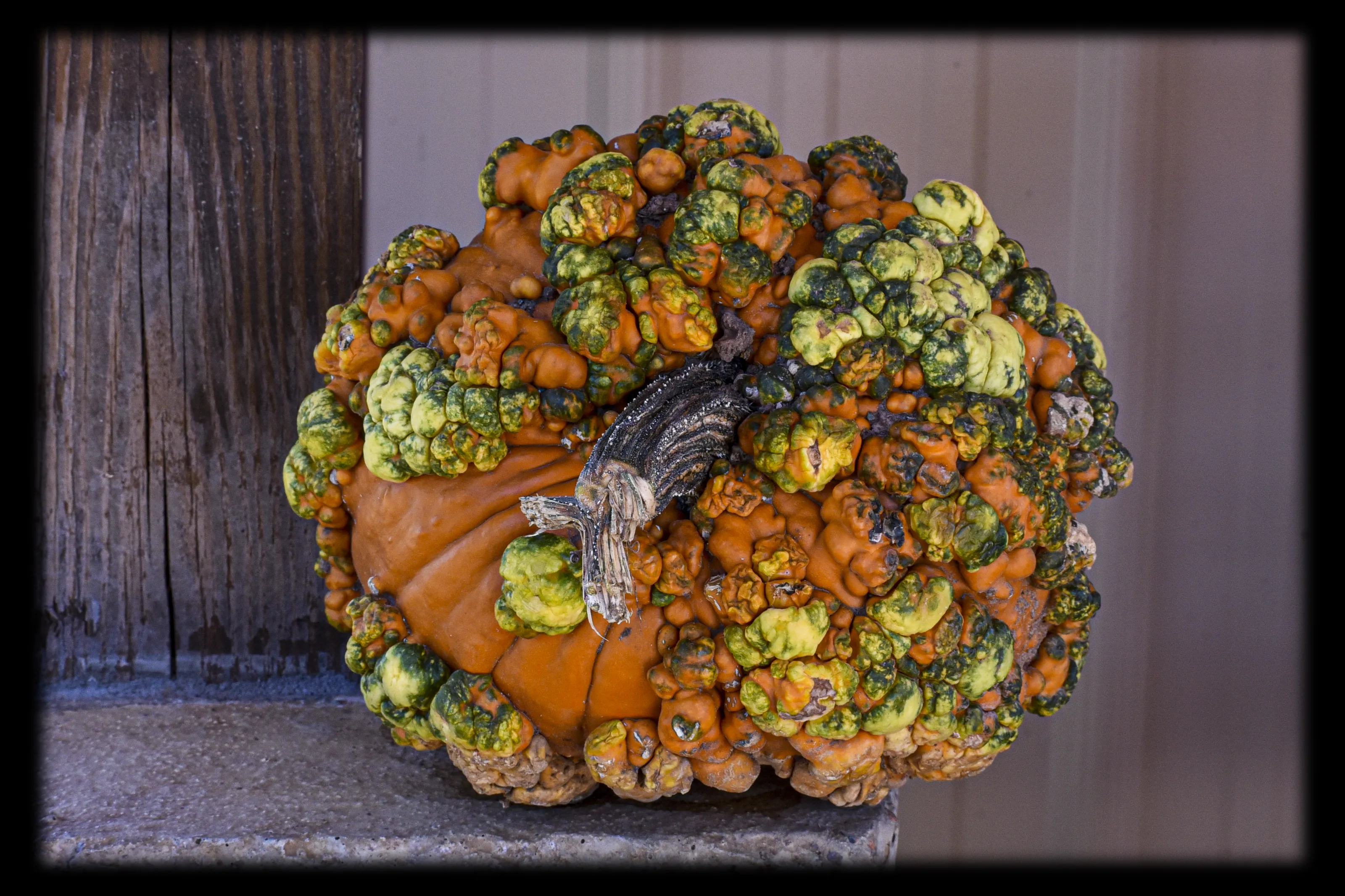 Pumpkins (no carved pumpkins)