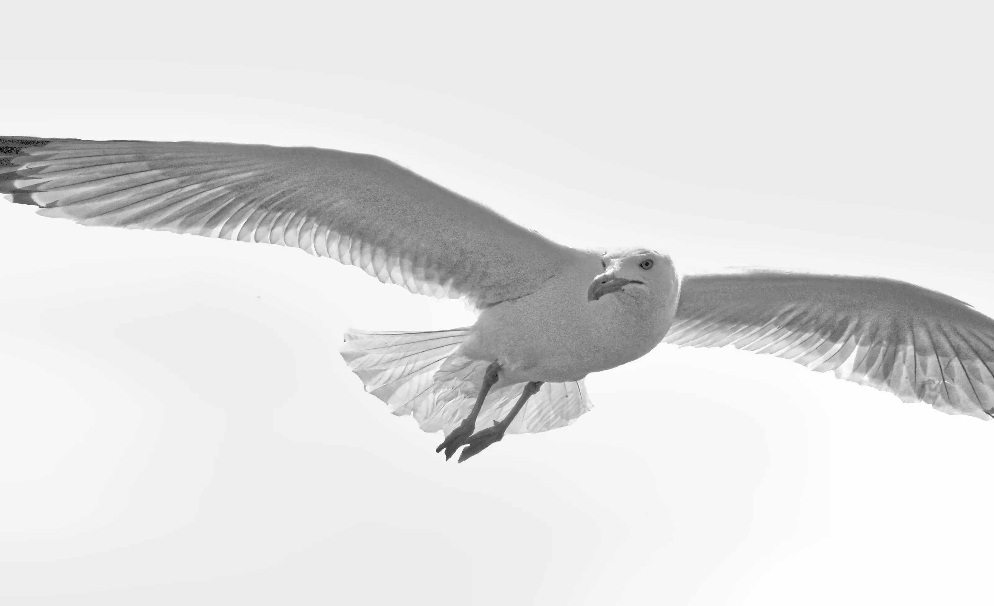 Birds Flying in Black and White