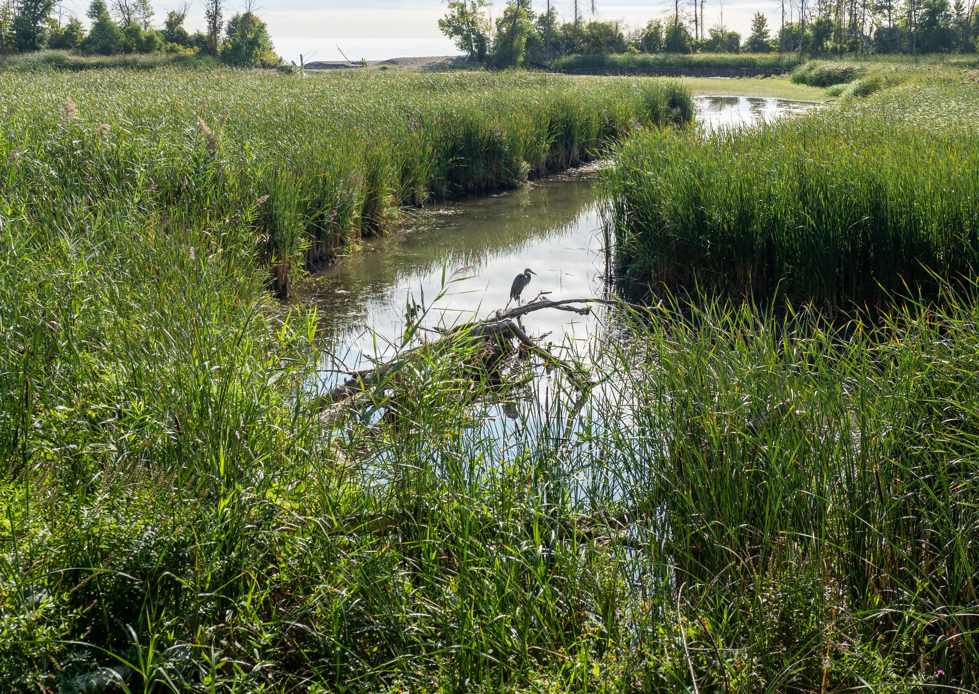 Life in the Wetlands