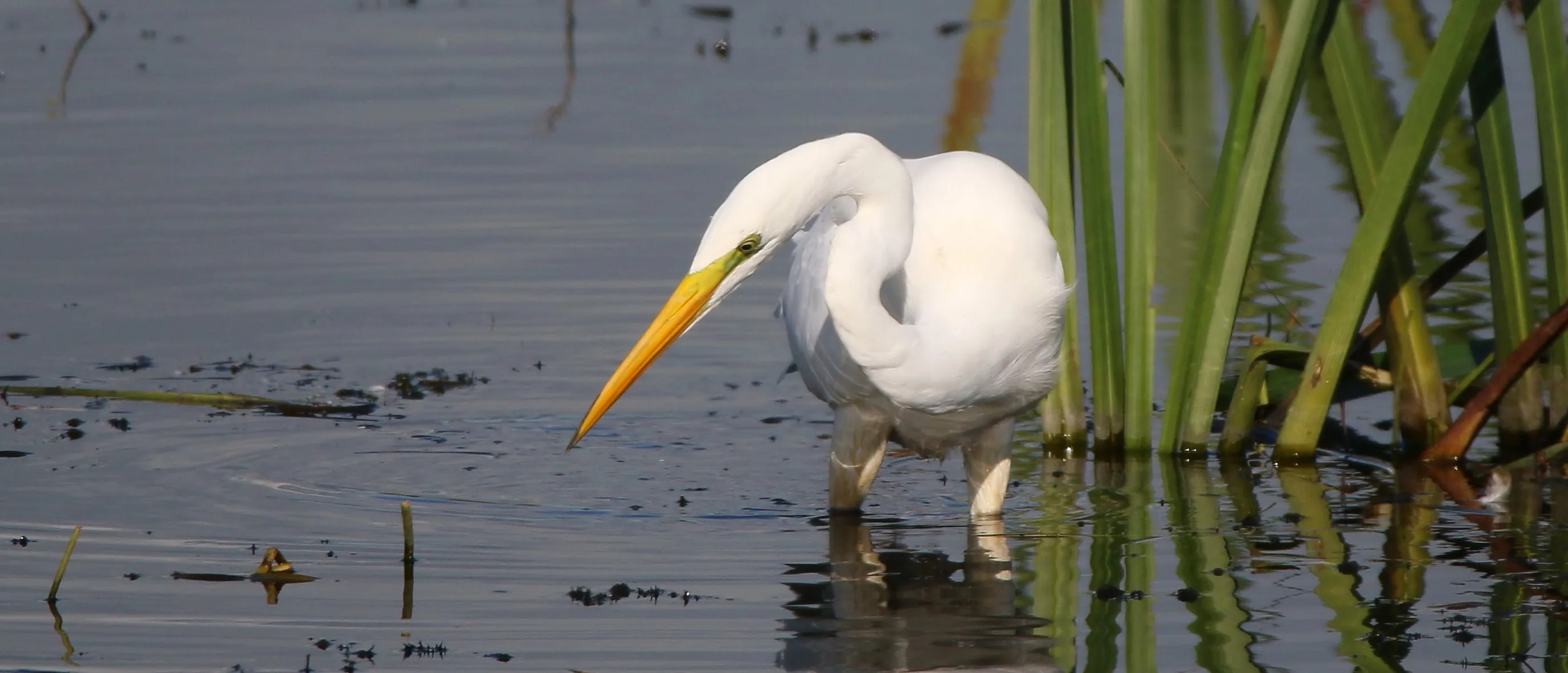 Herons, Egrets and Bitterns
