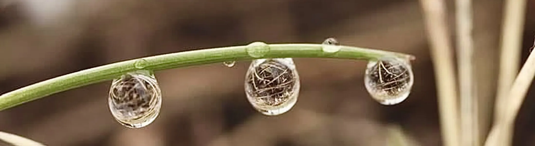 Water Droplets in Nature