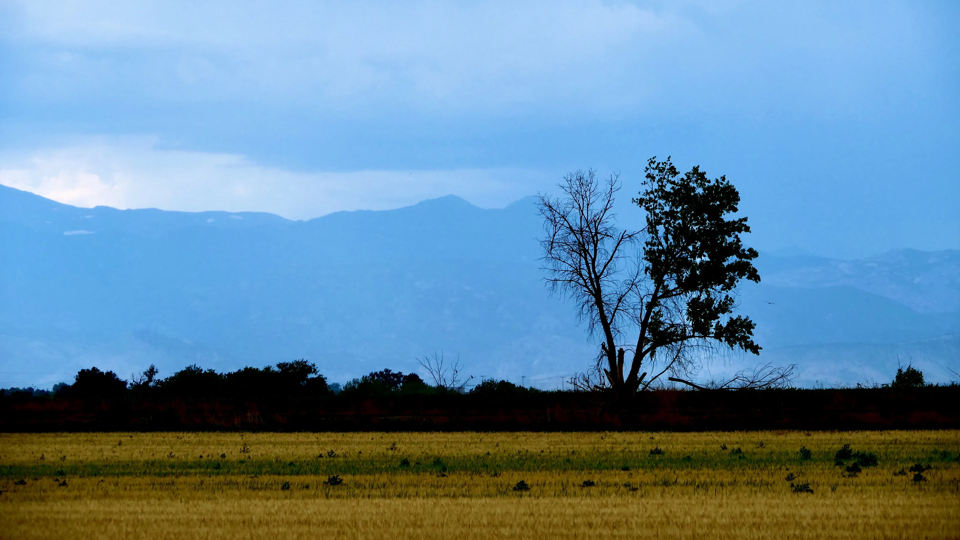 One Tree