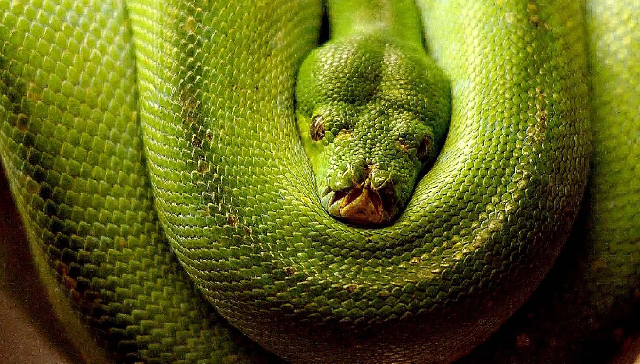 Reptiles