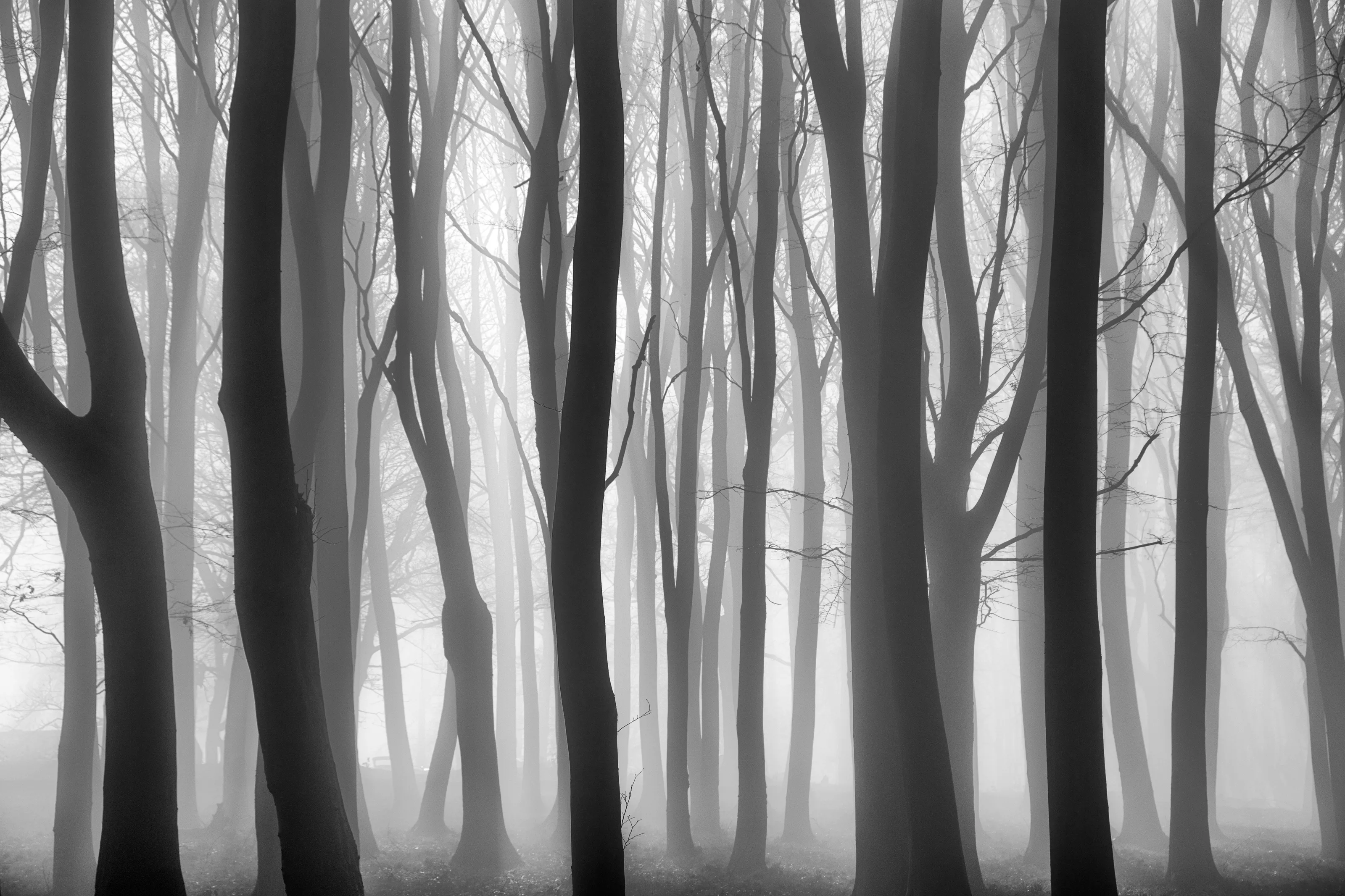Mist or Fog