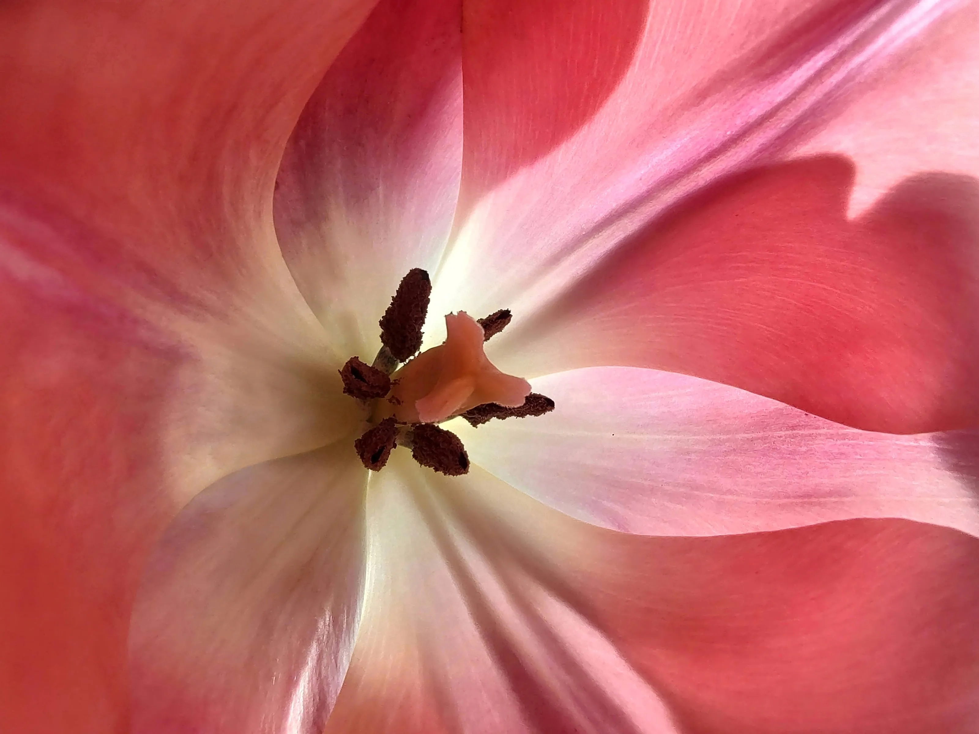 Tulips (in colour)