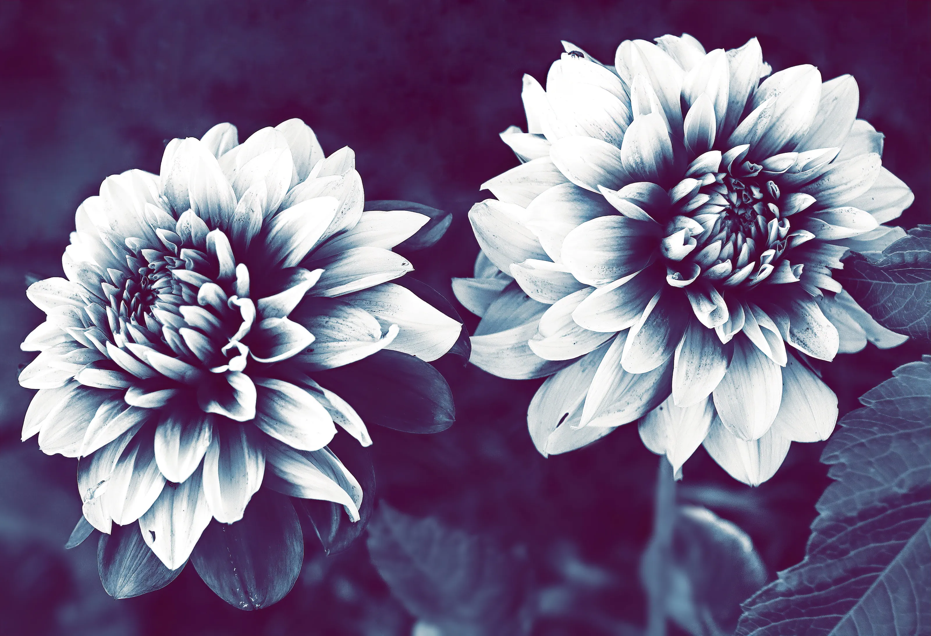 Dahlia Flowers
