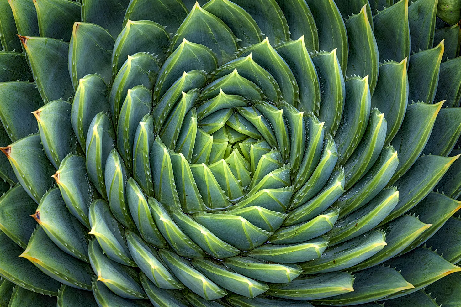 Spiral-Shaped Things