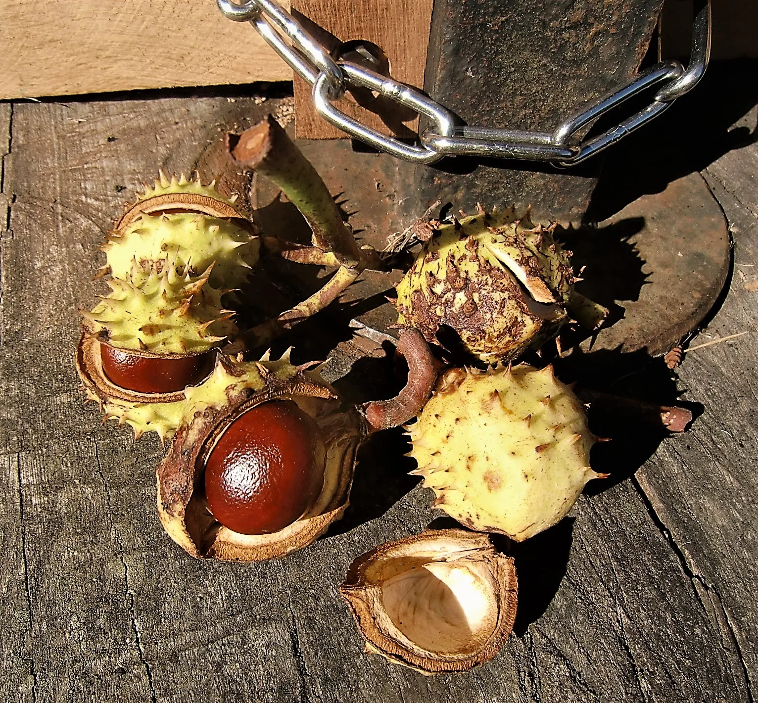 Chestnuts (in colour)