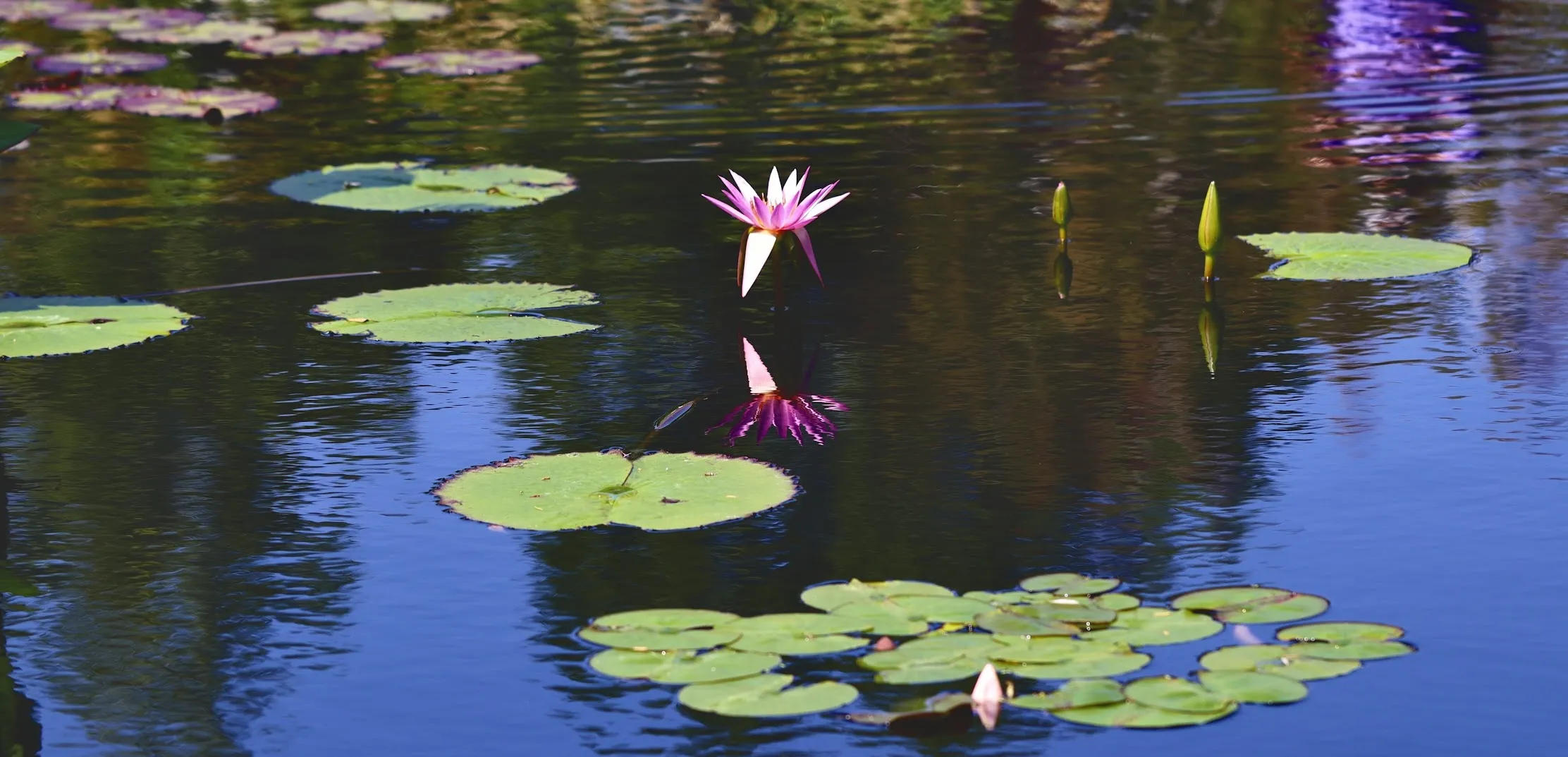 Reflections in Water