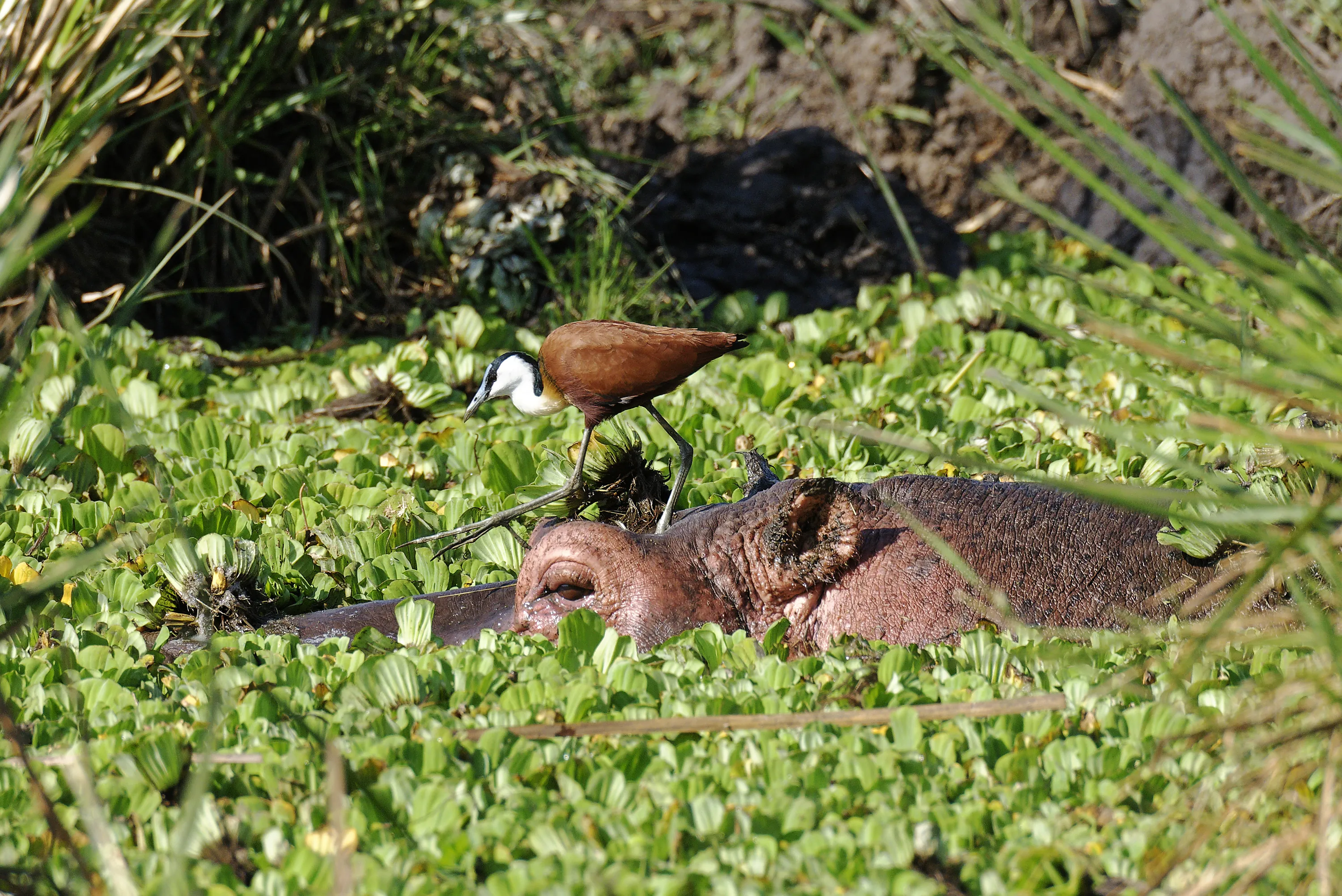 Multiple Species of Wildlife