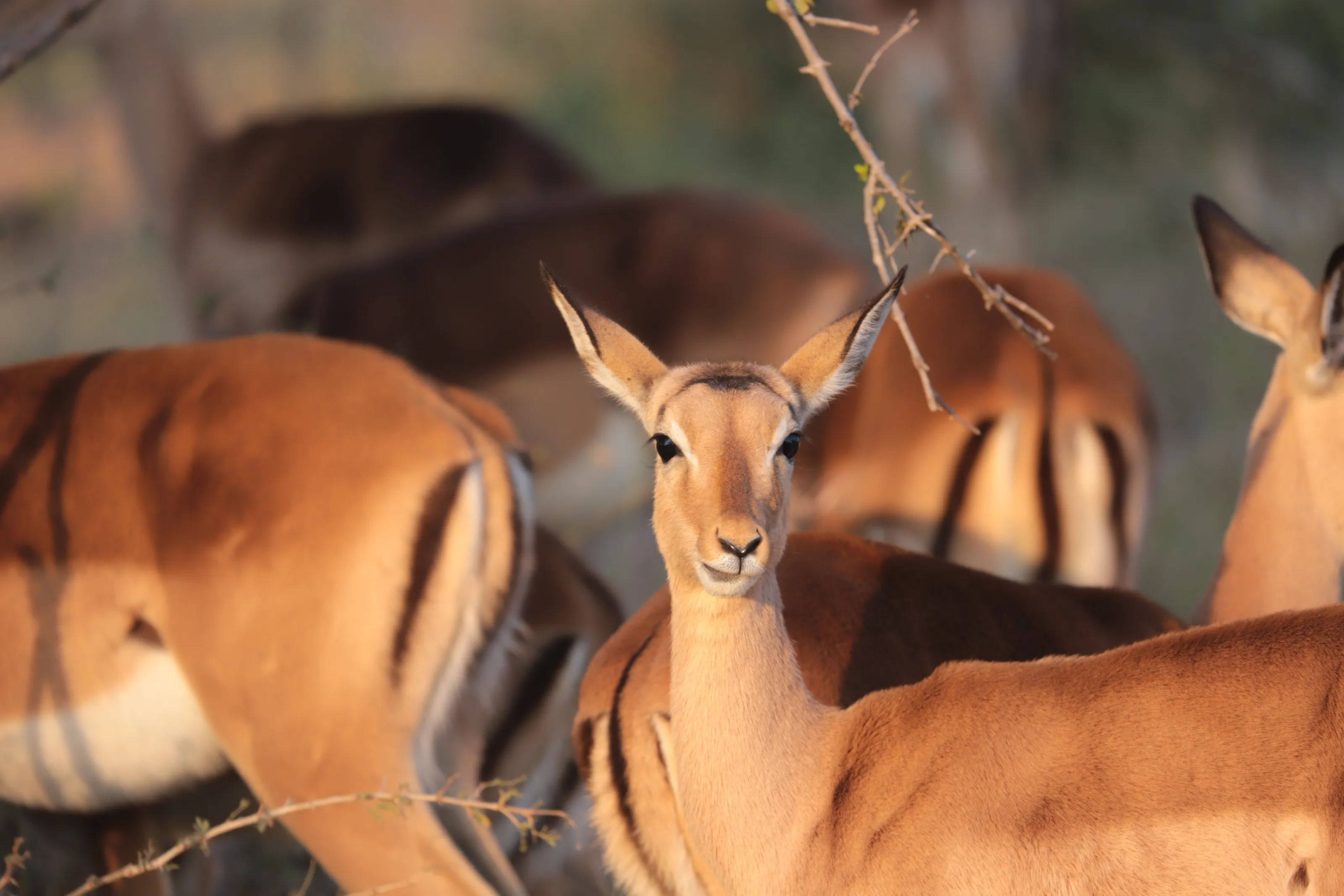 African Safari Animals NOT of "The Big Five"
