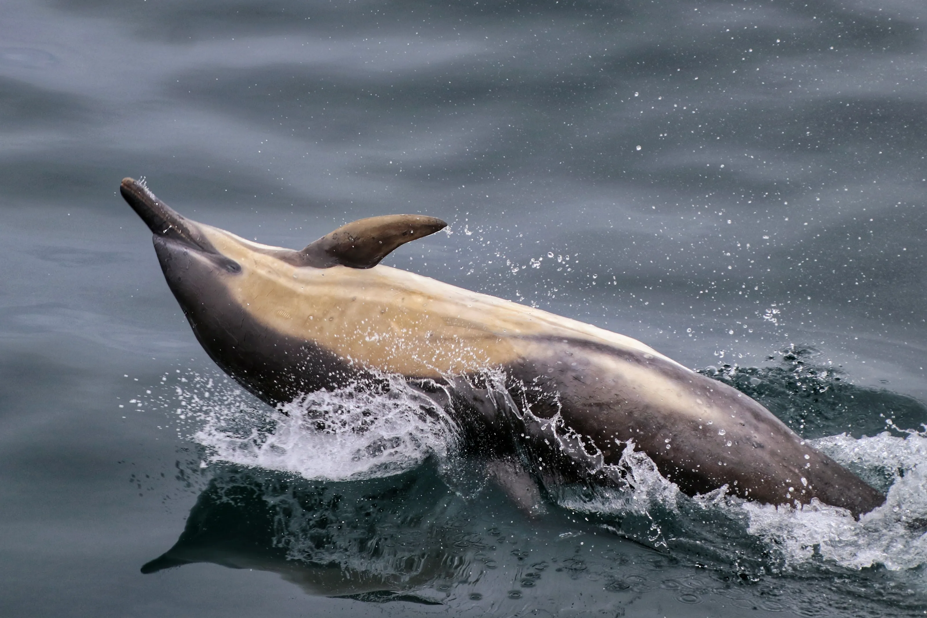 Wild Mammals Splashing in Water