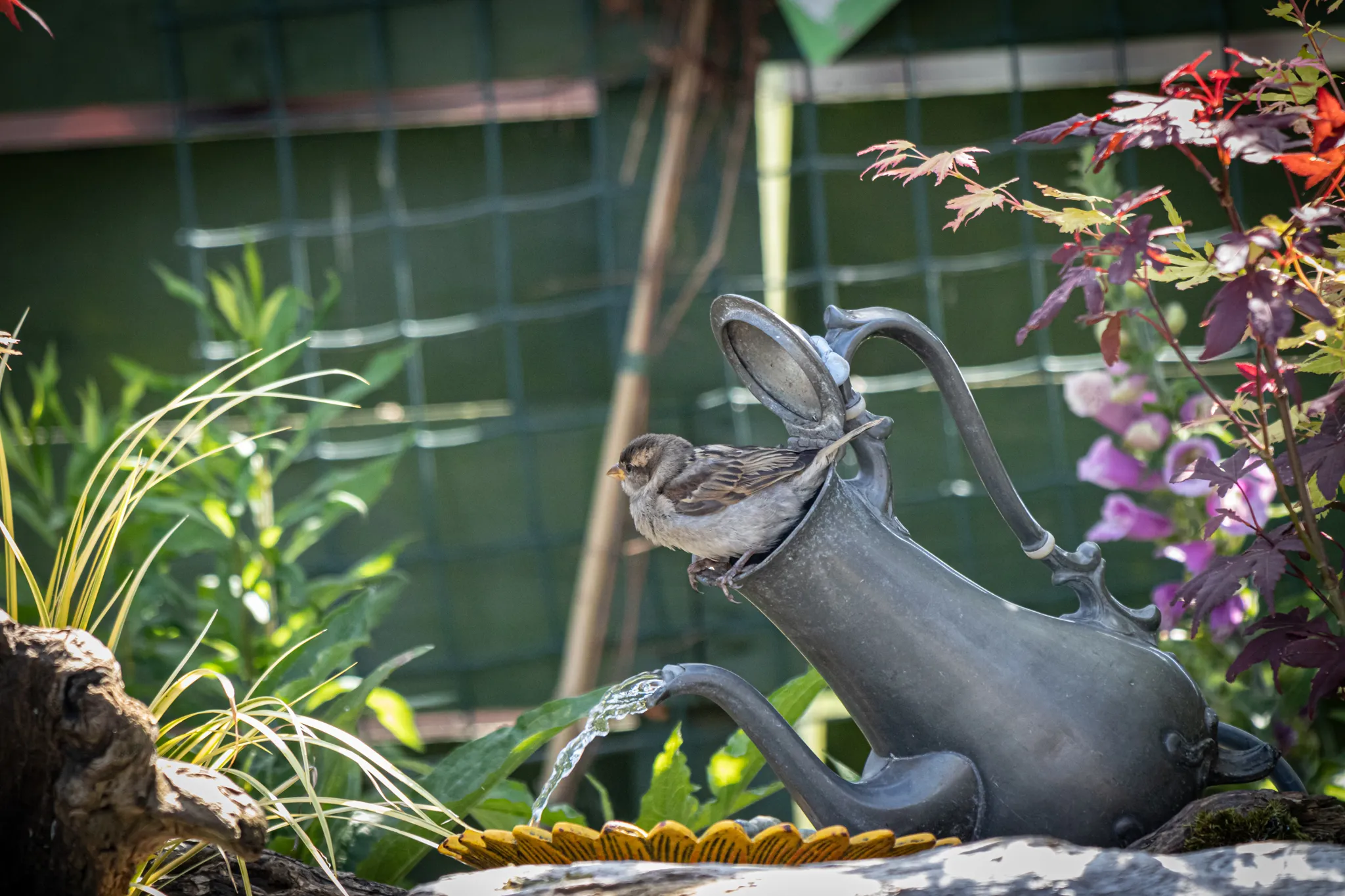 Gardening for Wildlife