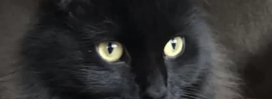Black Domestic Cats