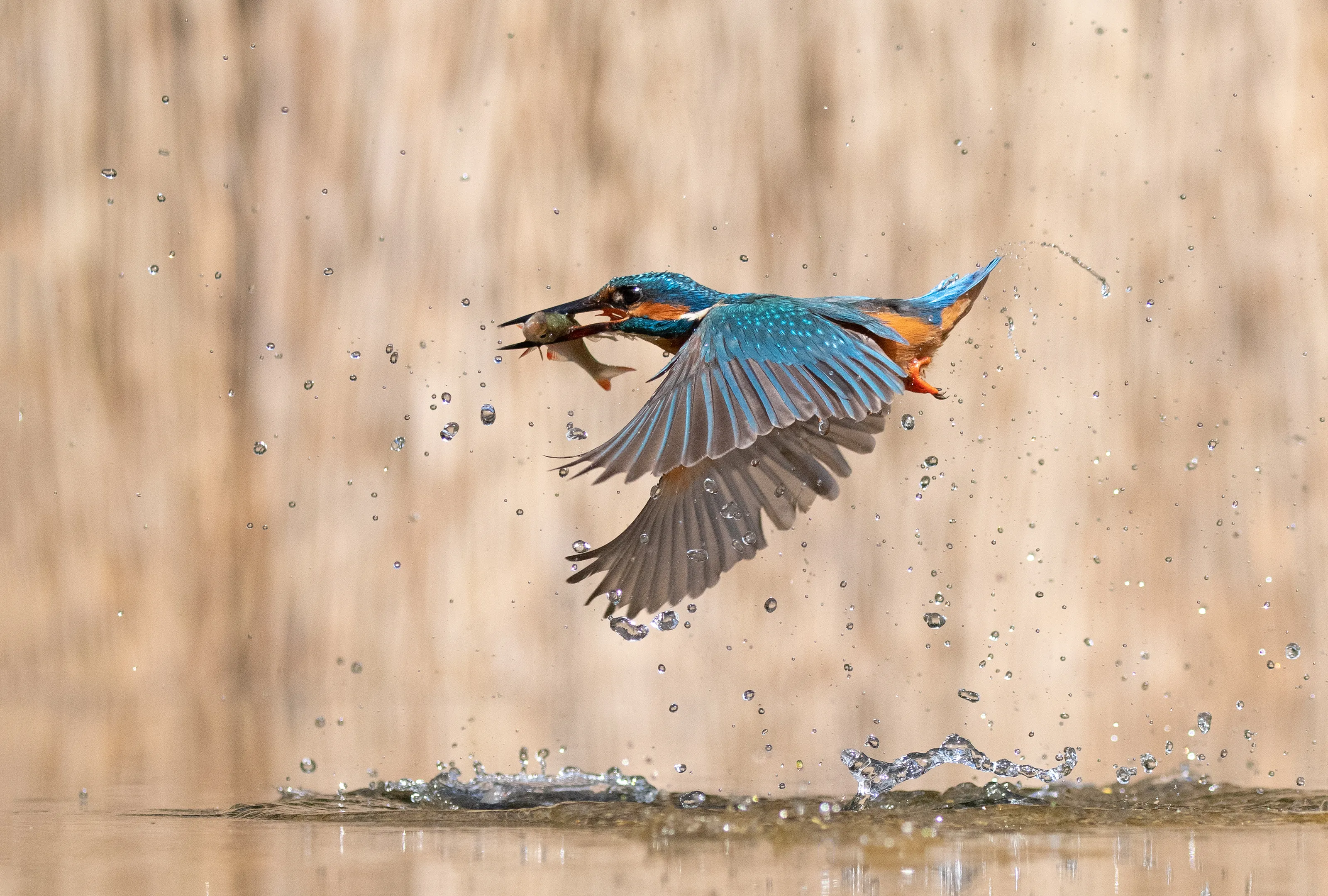 Colourful Birds