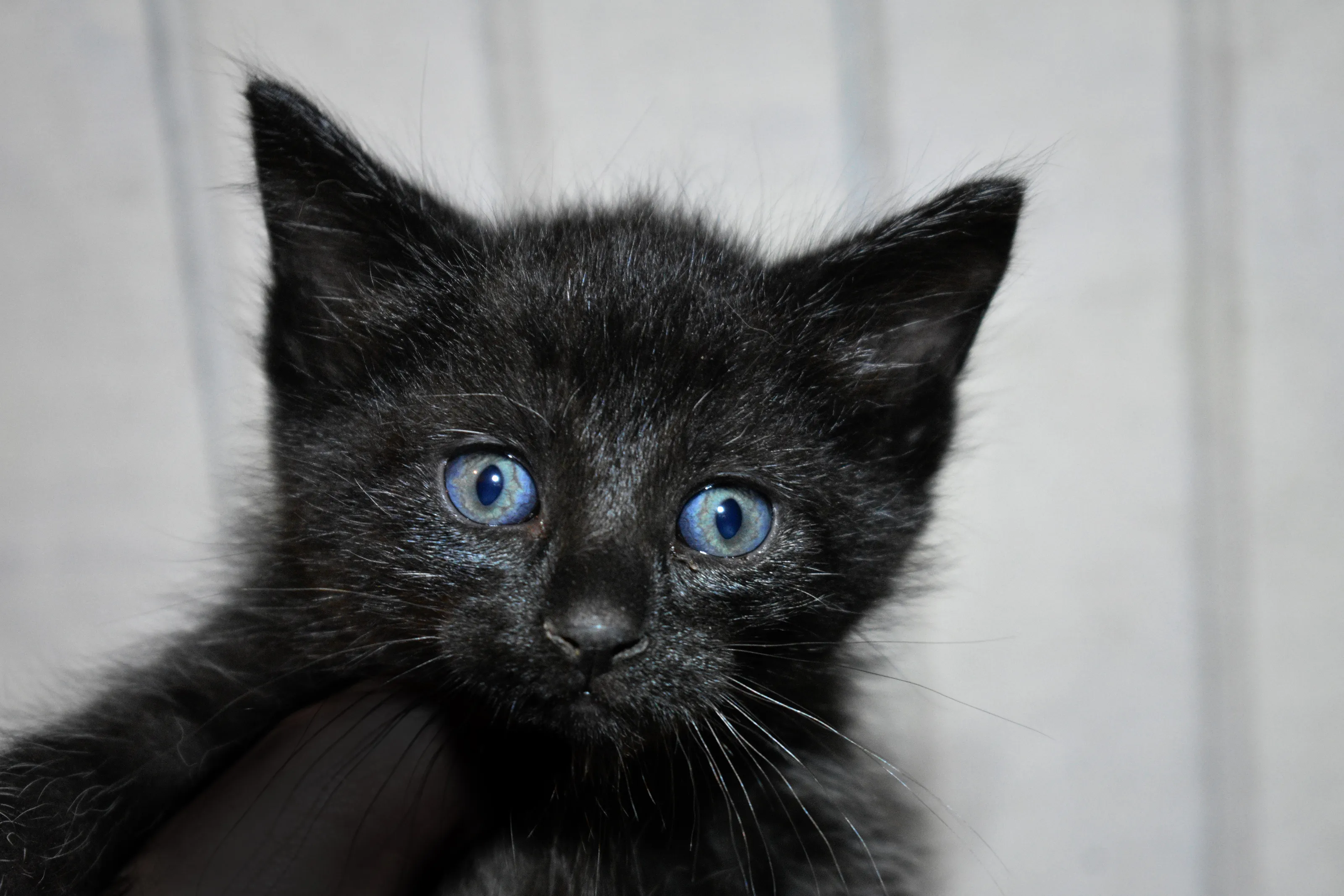 Young Kittens