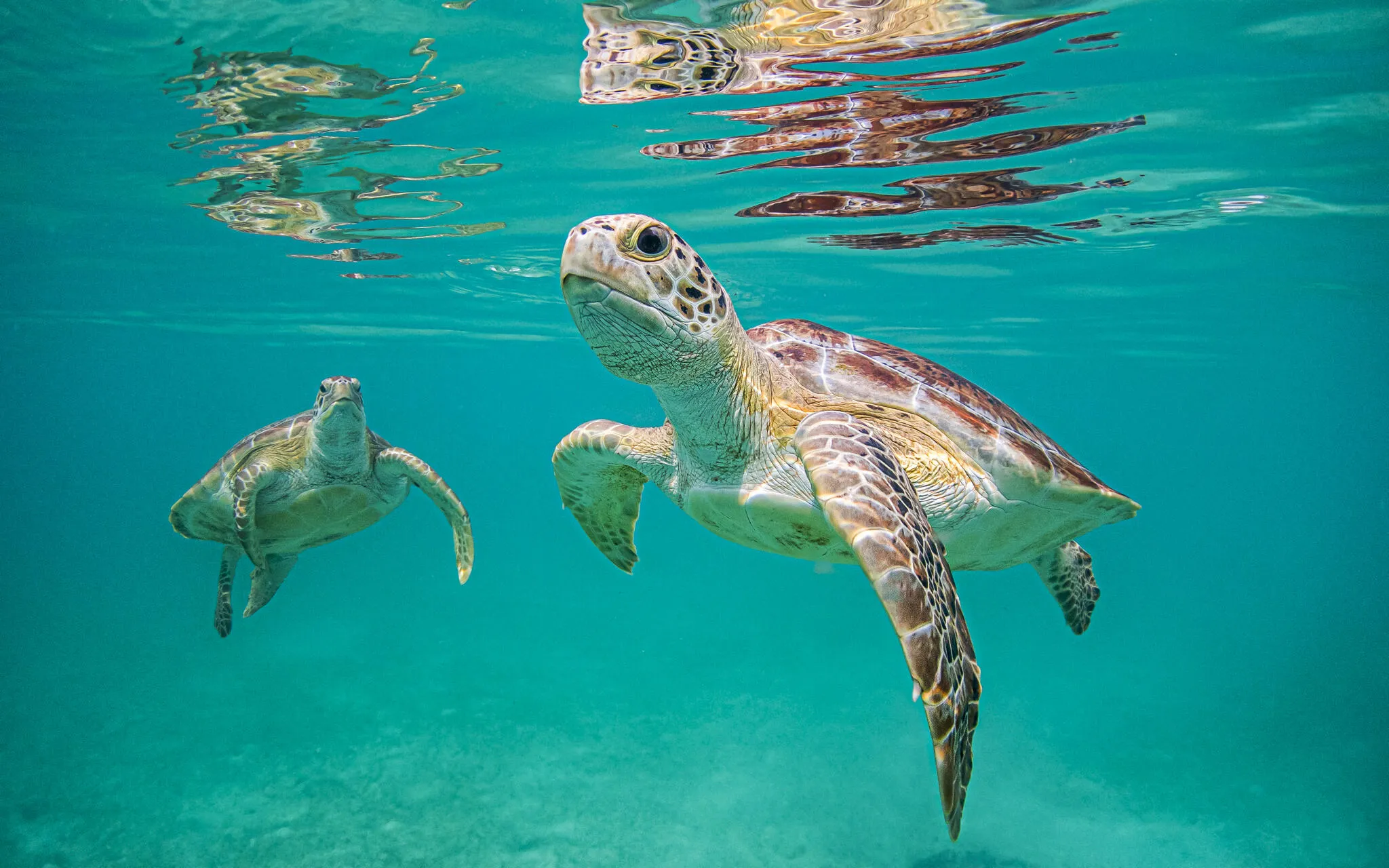 Wildlife in the water