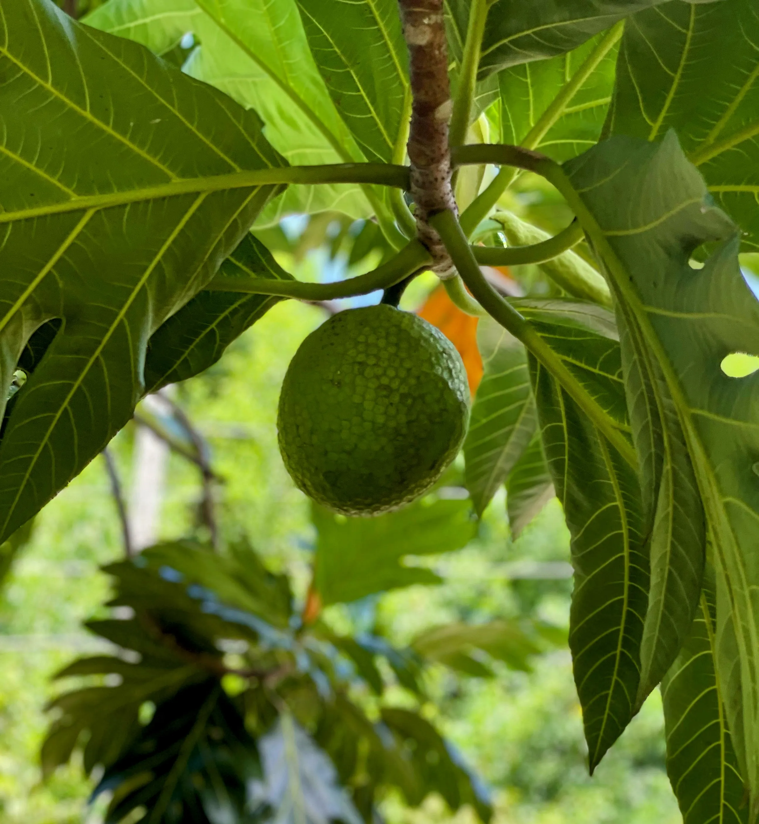 Fruit Trees