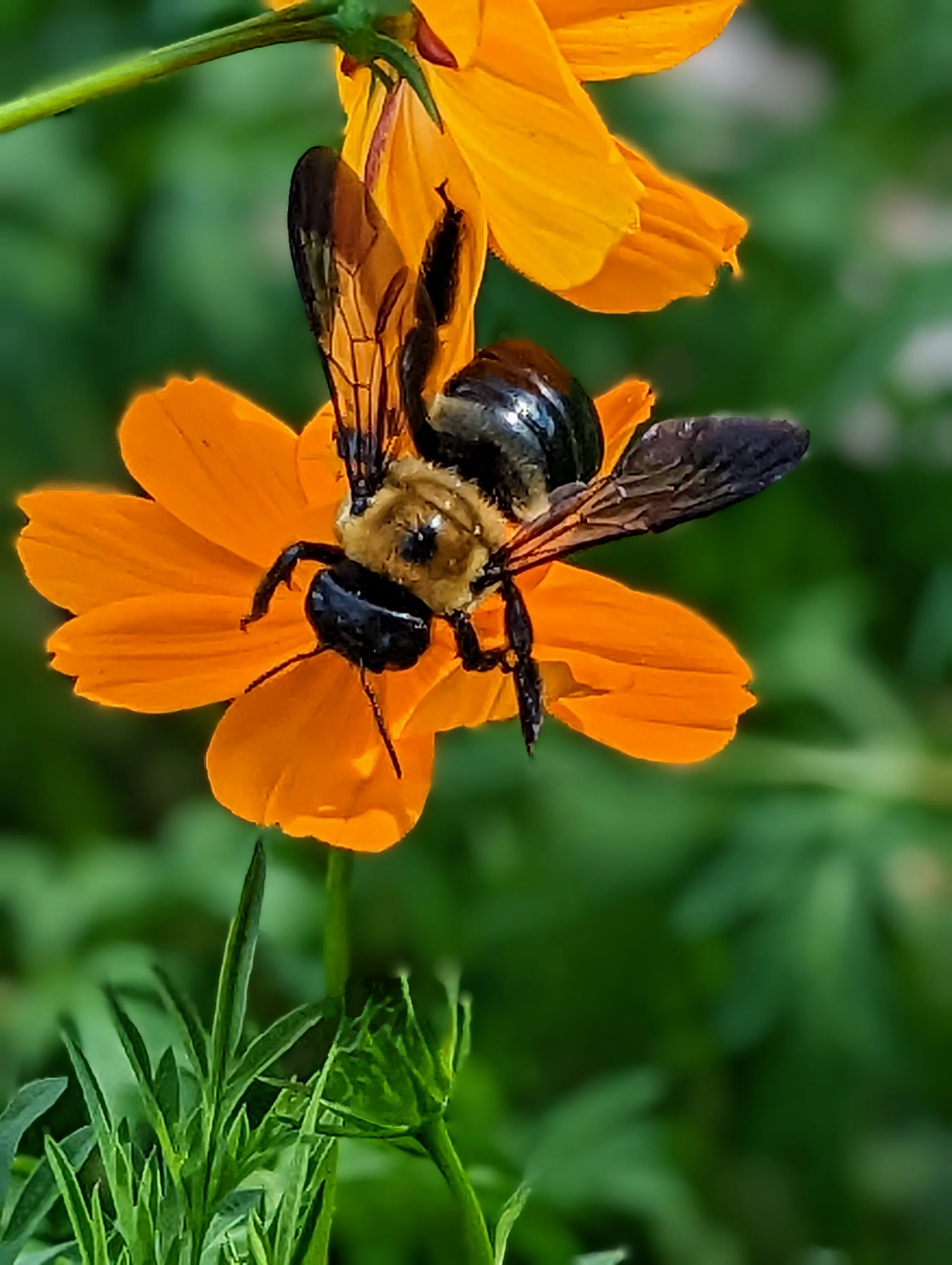 Insects and Spiders