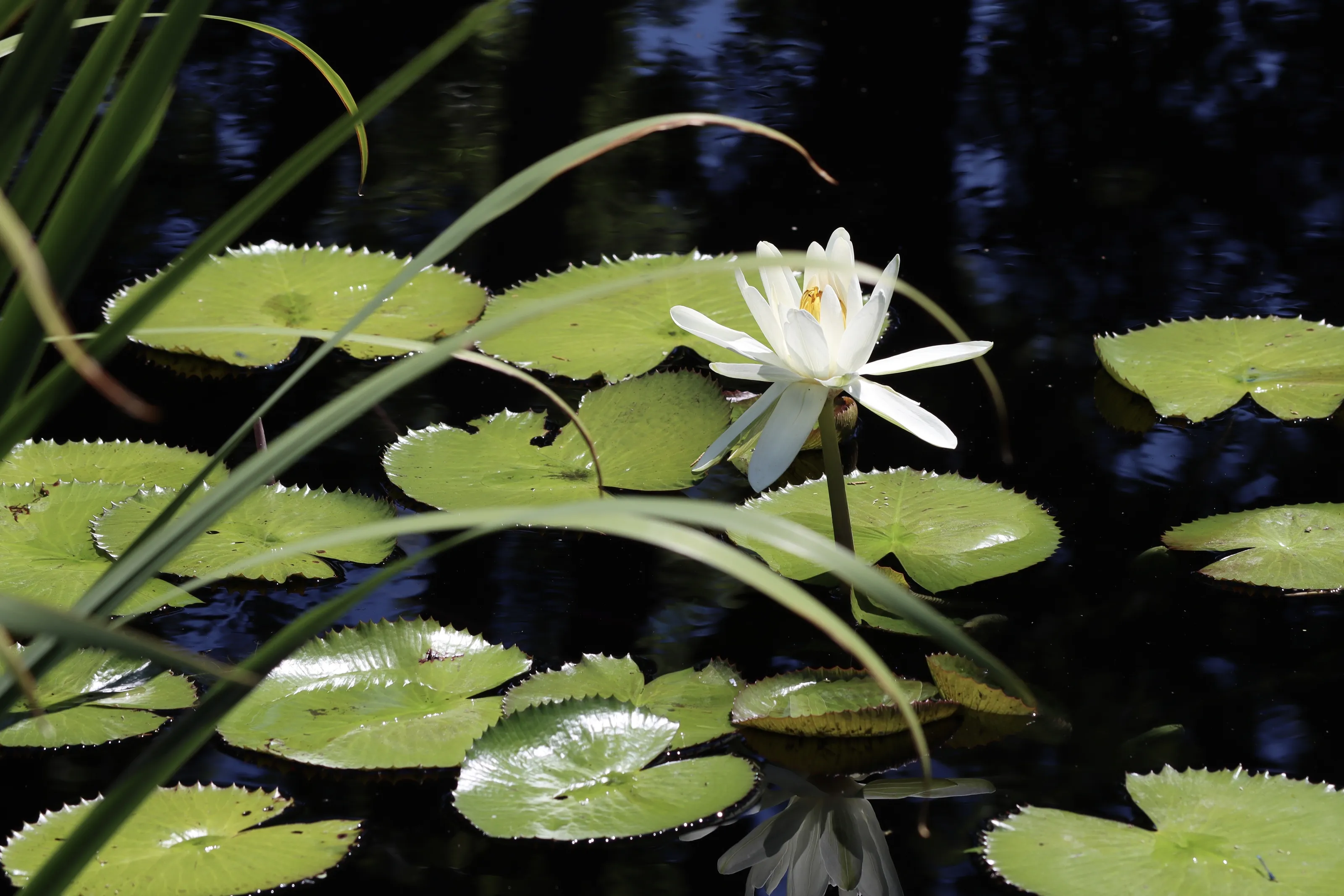 Water Lilies