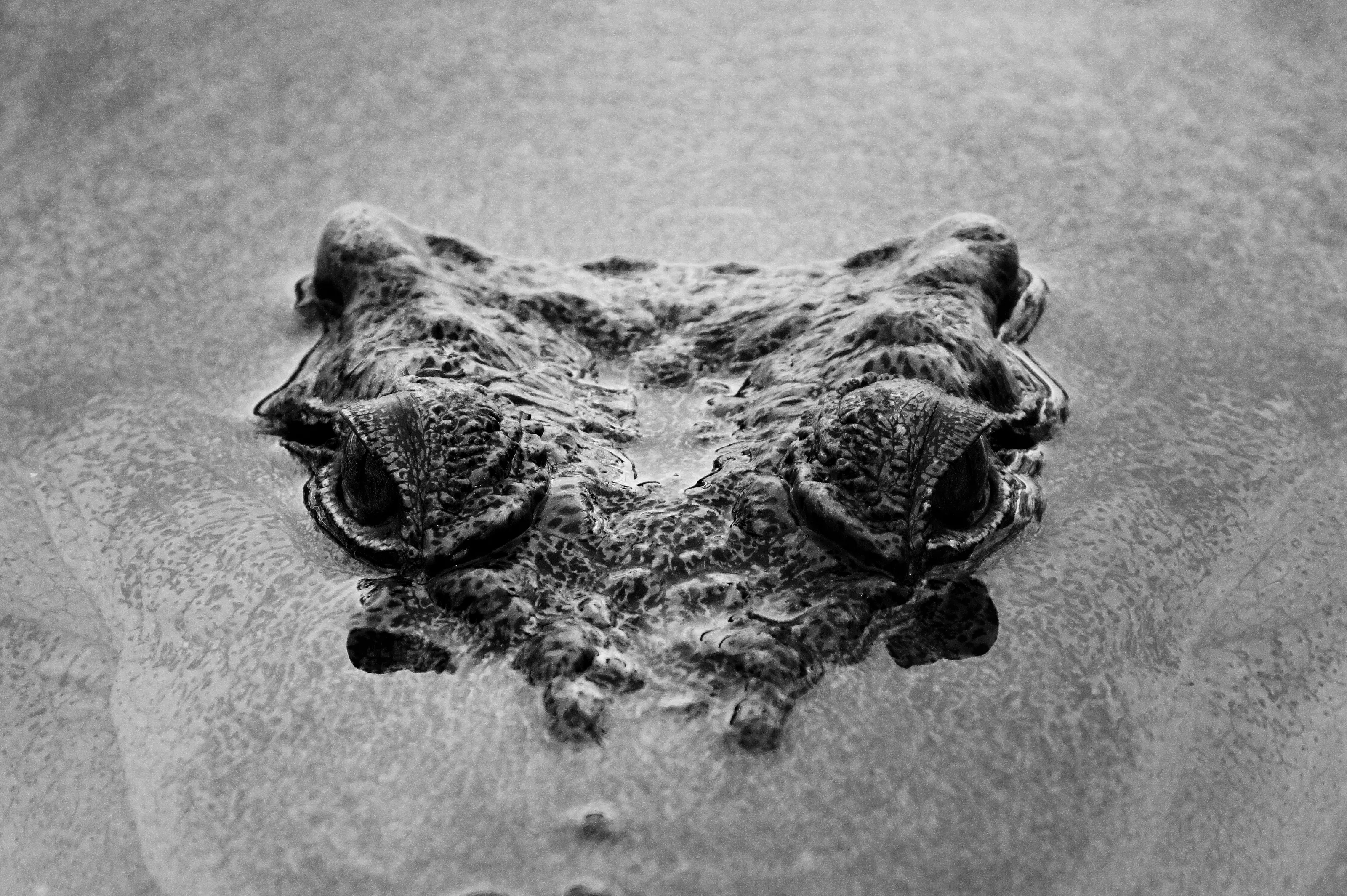 Crocodiles and Alligators
