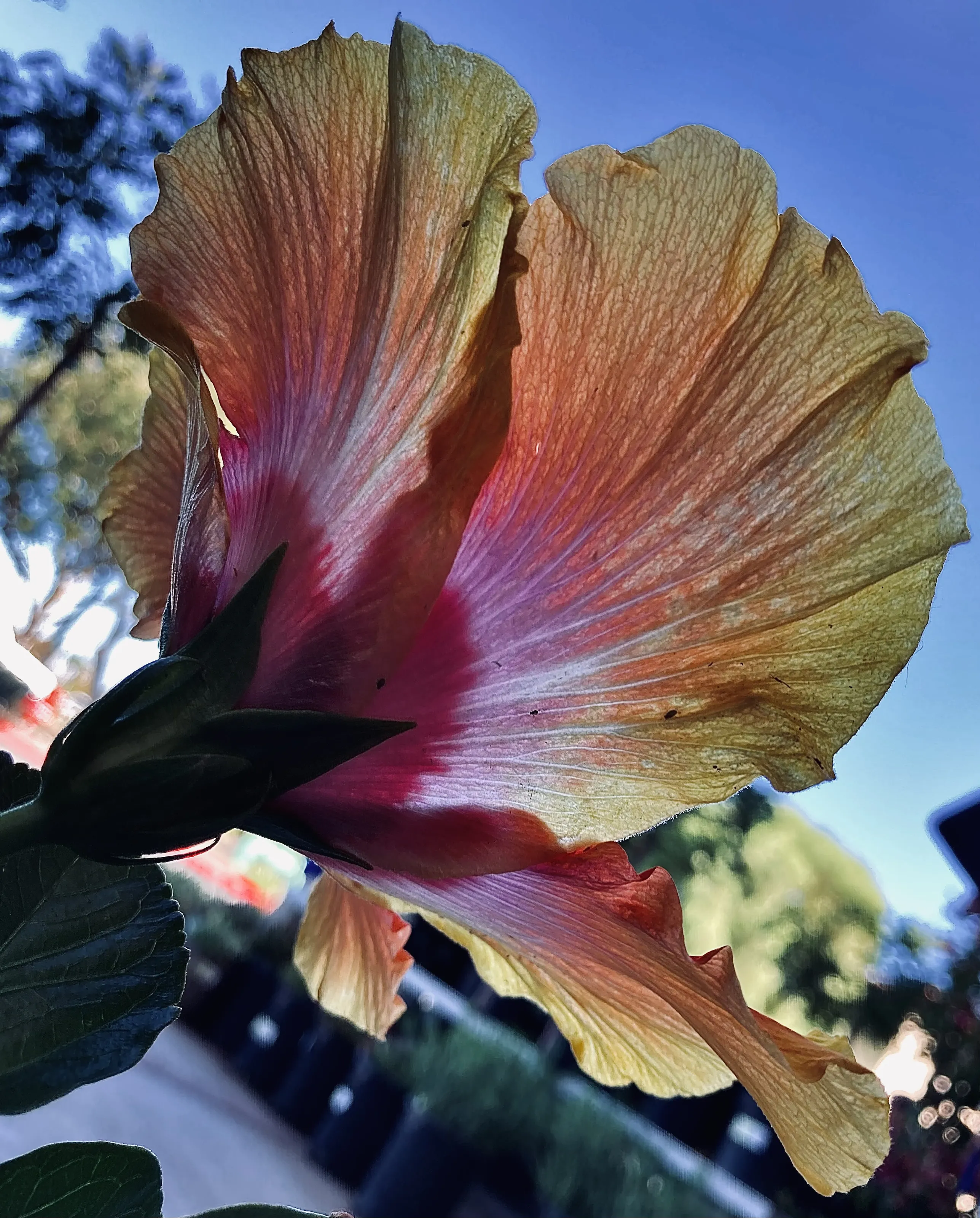Flowers from Behind or Underneath (in colour)