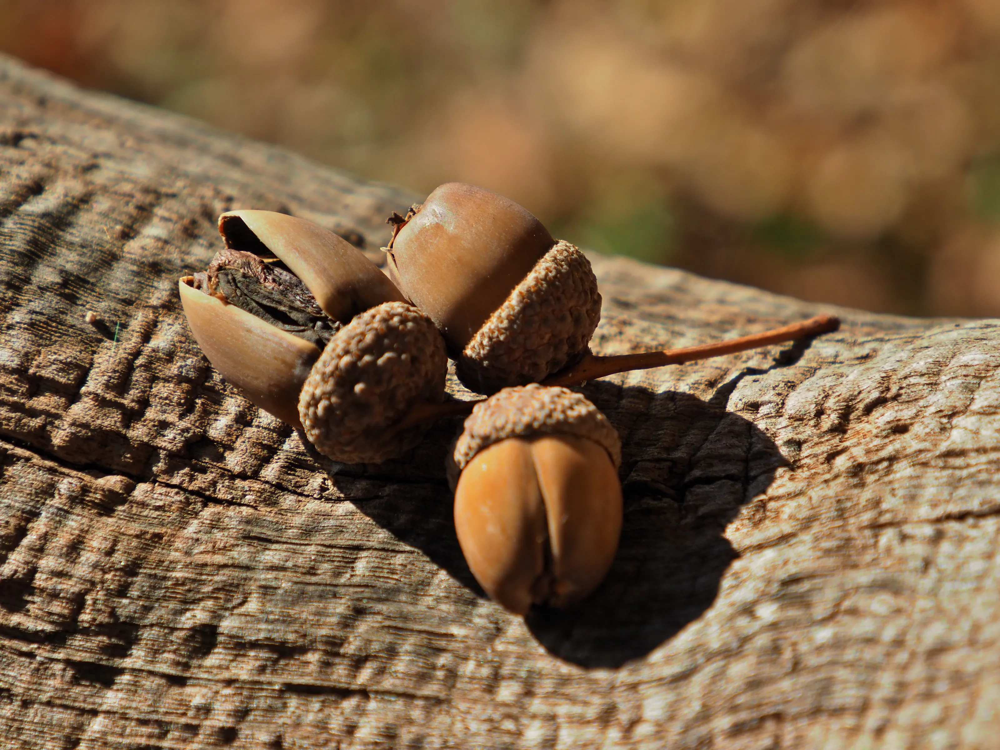 Acorns and Oak Leaves (in colour)