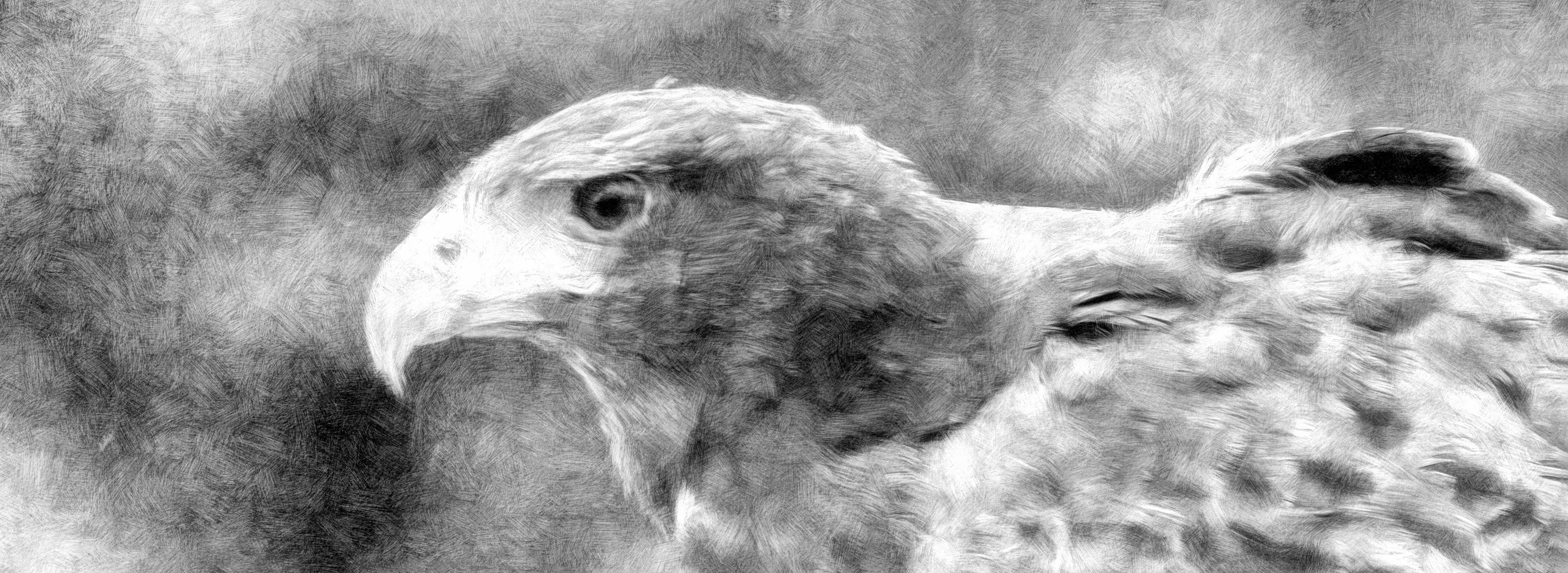 Bird's Head with Black & White Painterly Effects