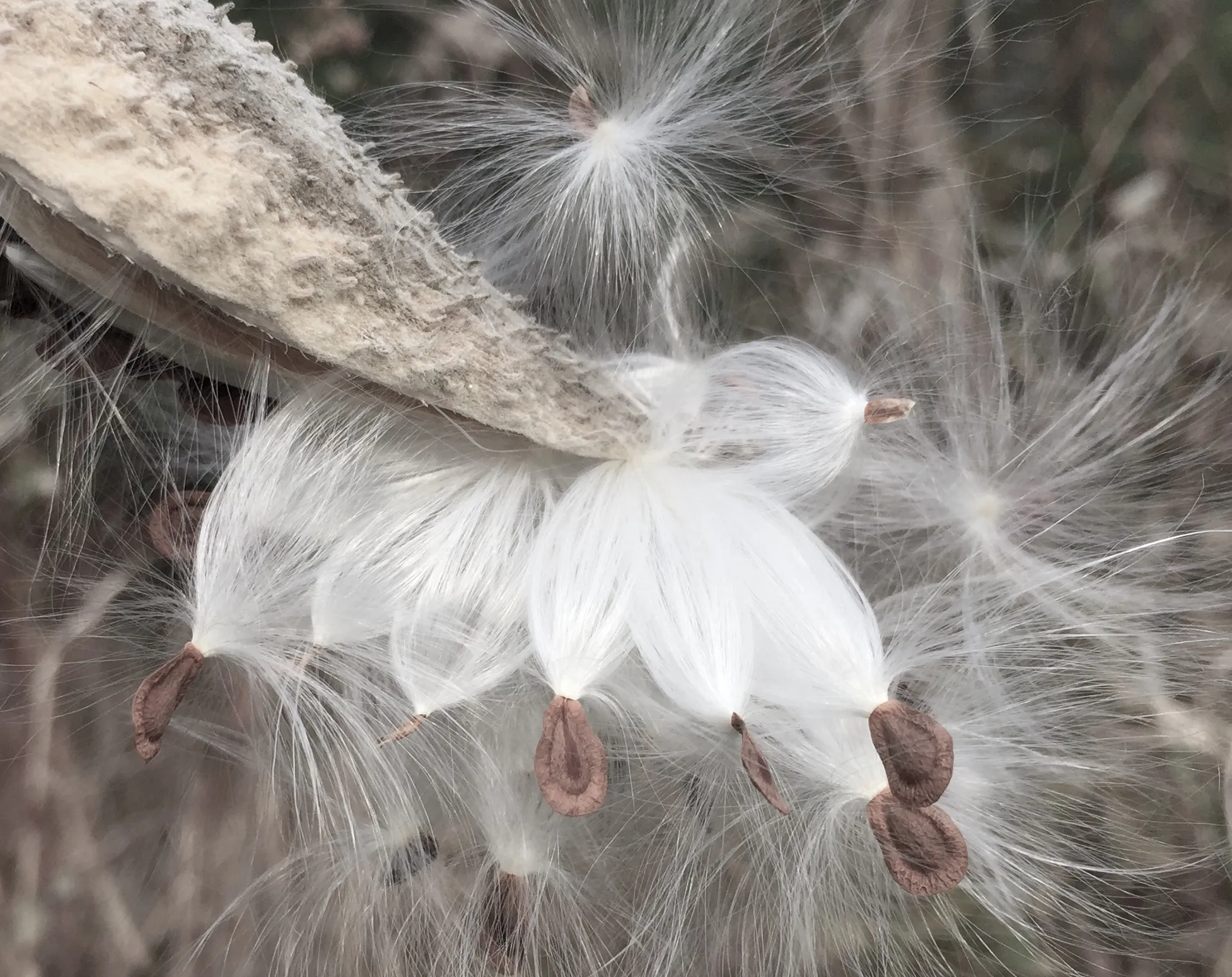 Seeds and Seed Pods