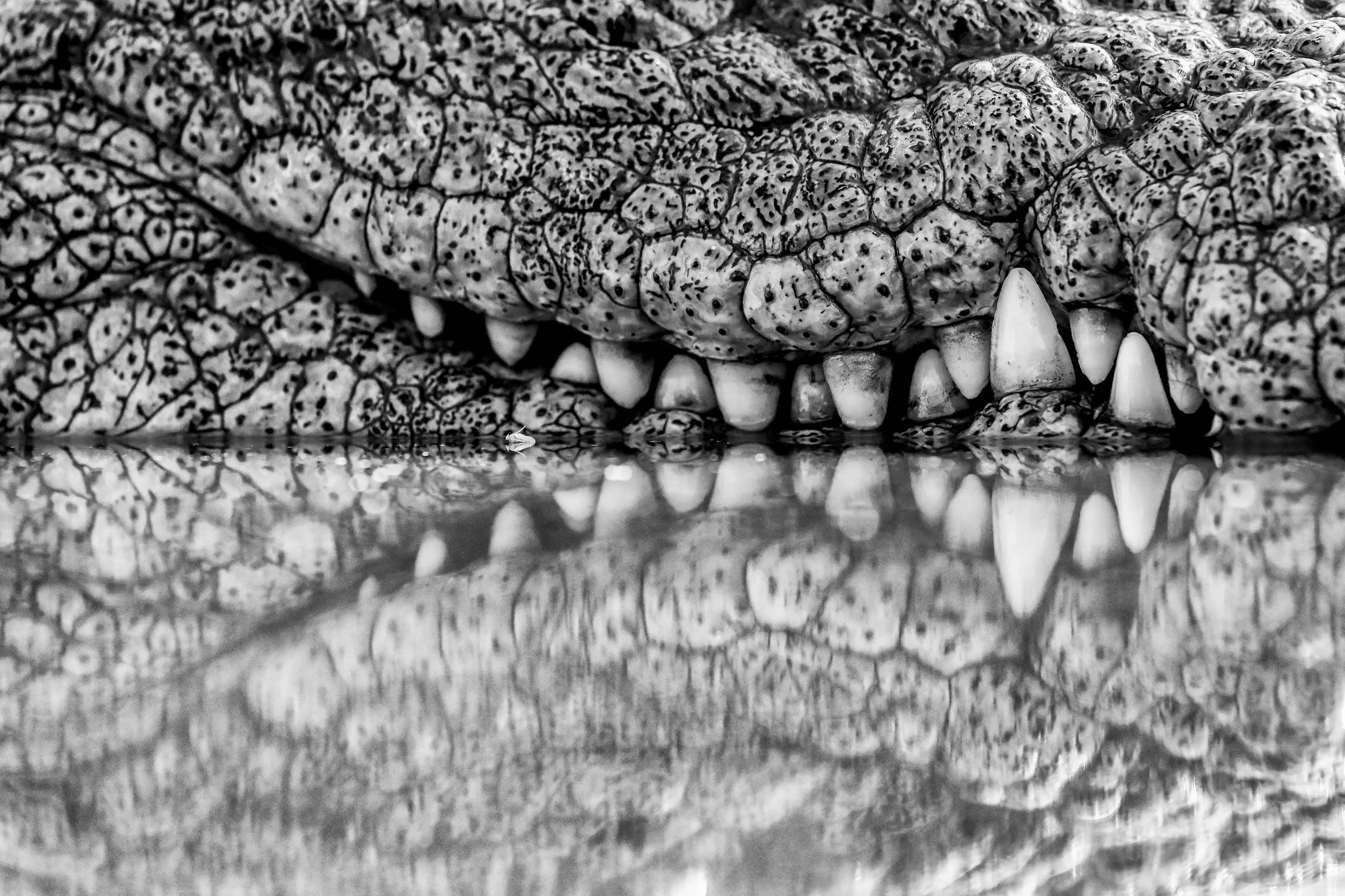 Teeth