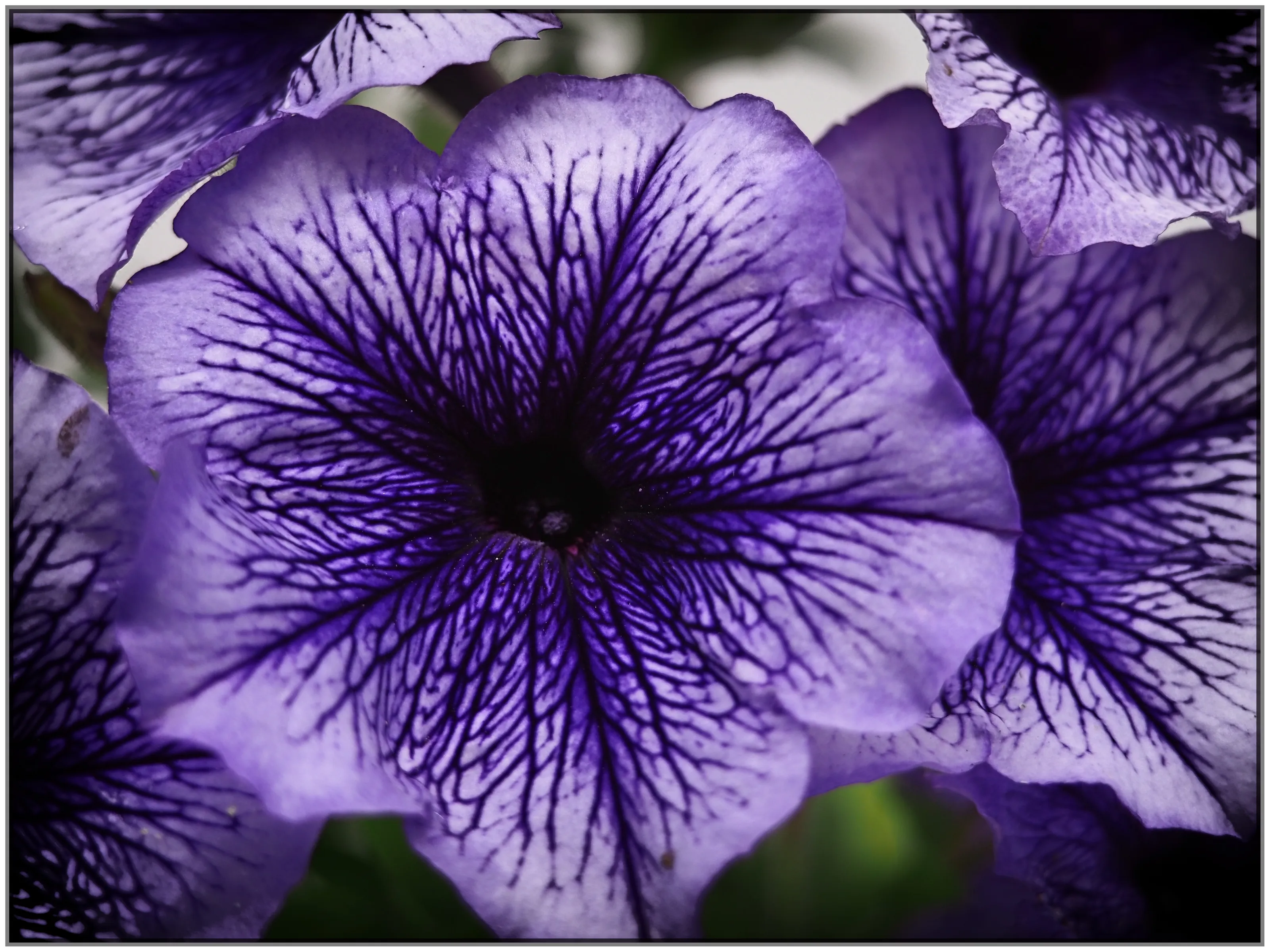 The Colour Purple