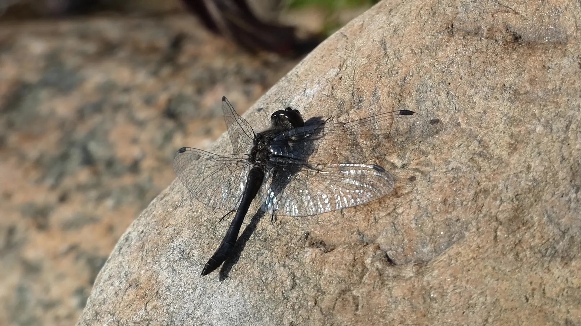 Dragonflies and Damselflies