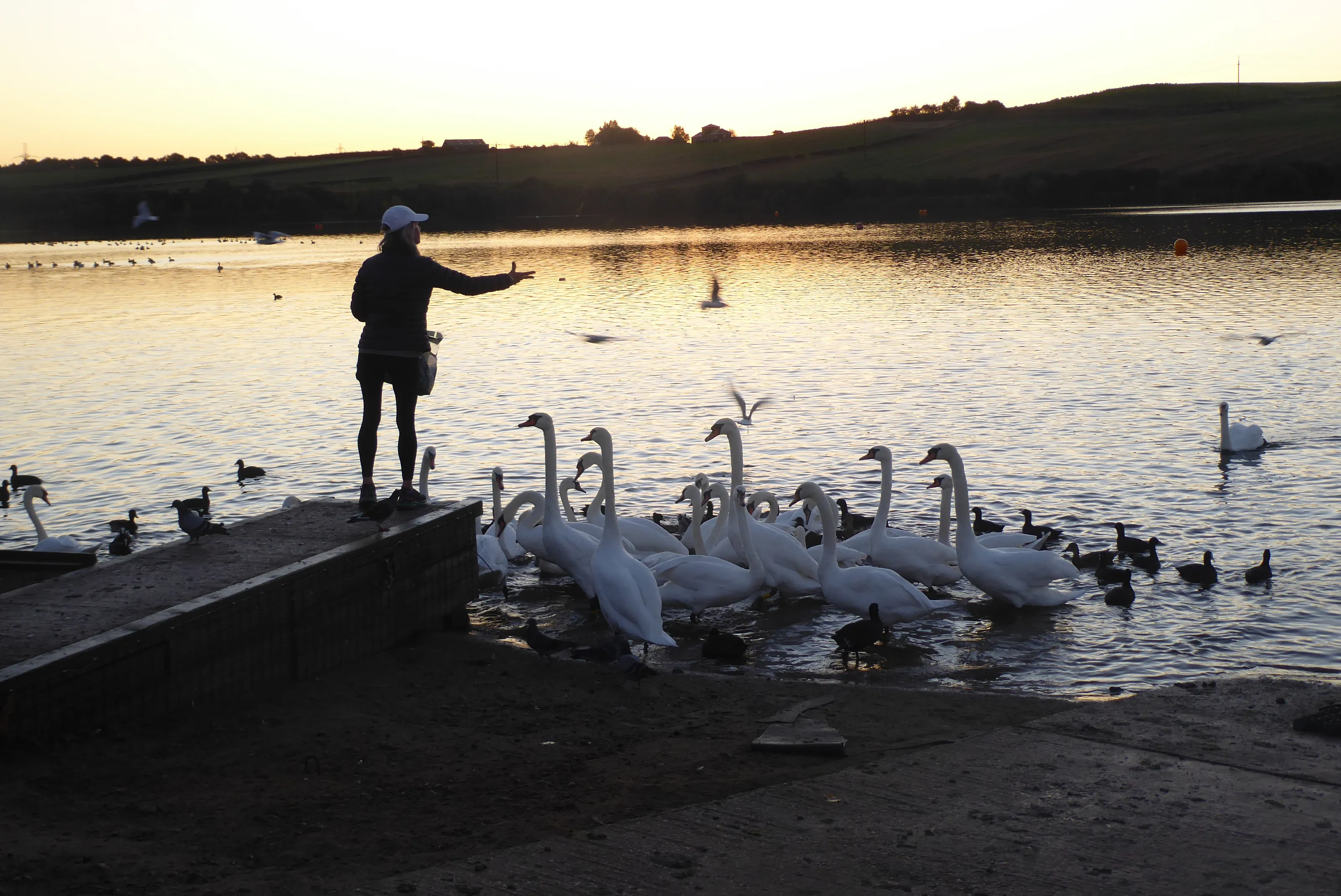 Swans (in colour)