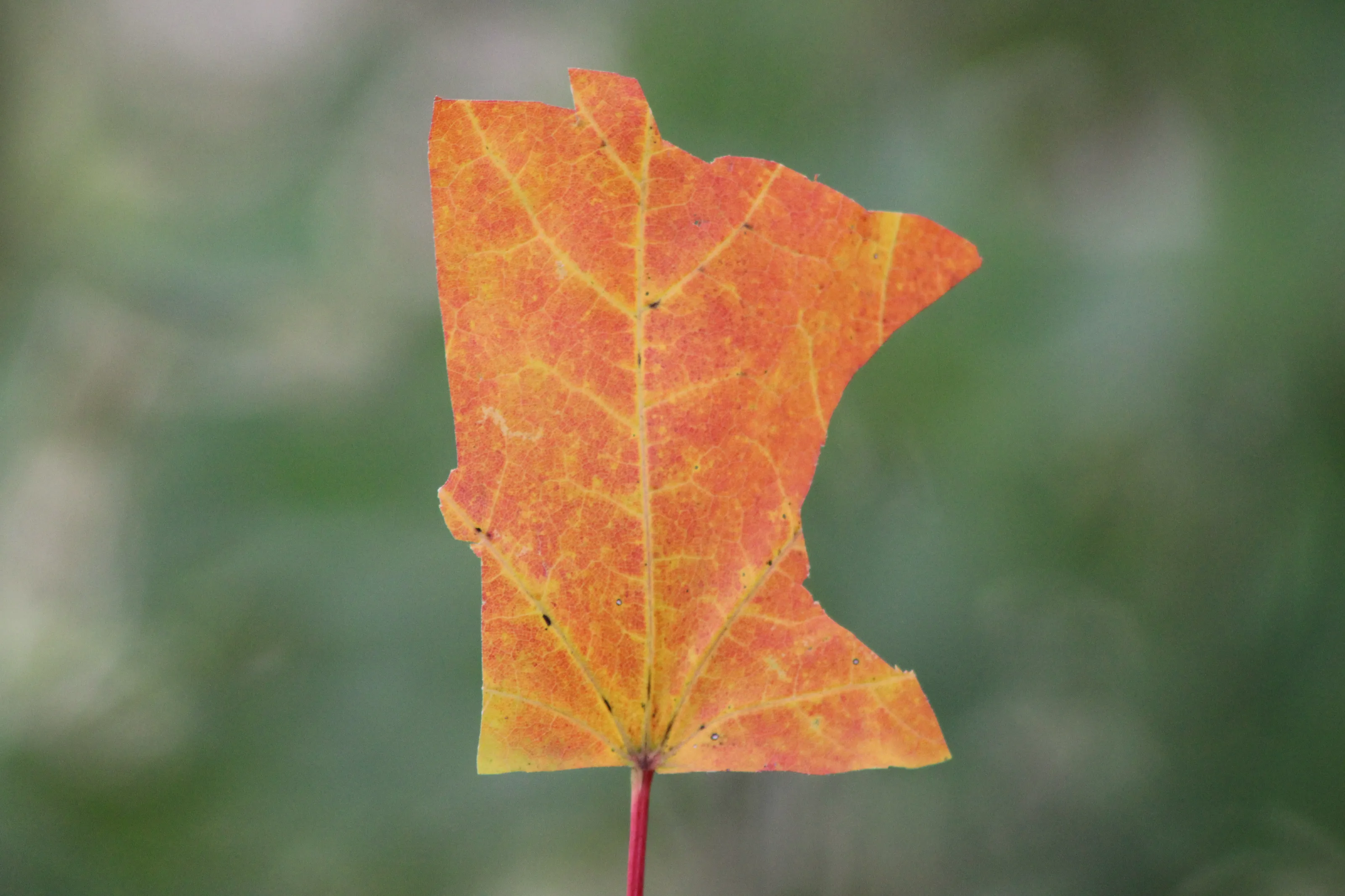 Creative Autumn Leaves