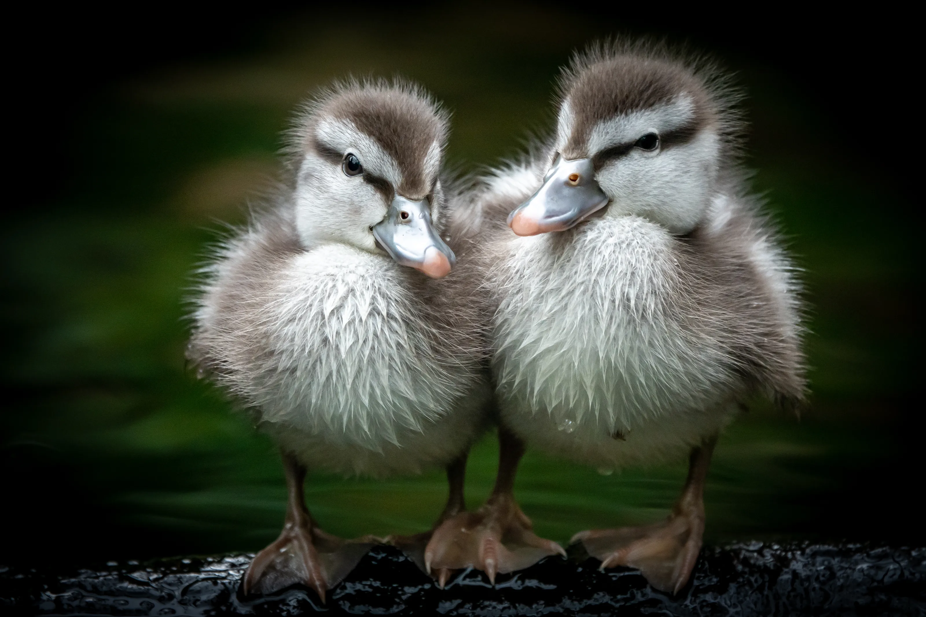 Baby Birds (in colour)