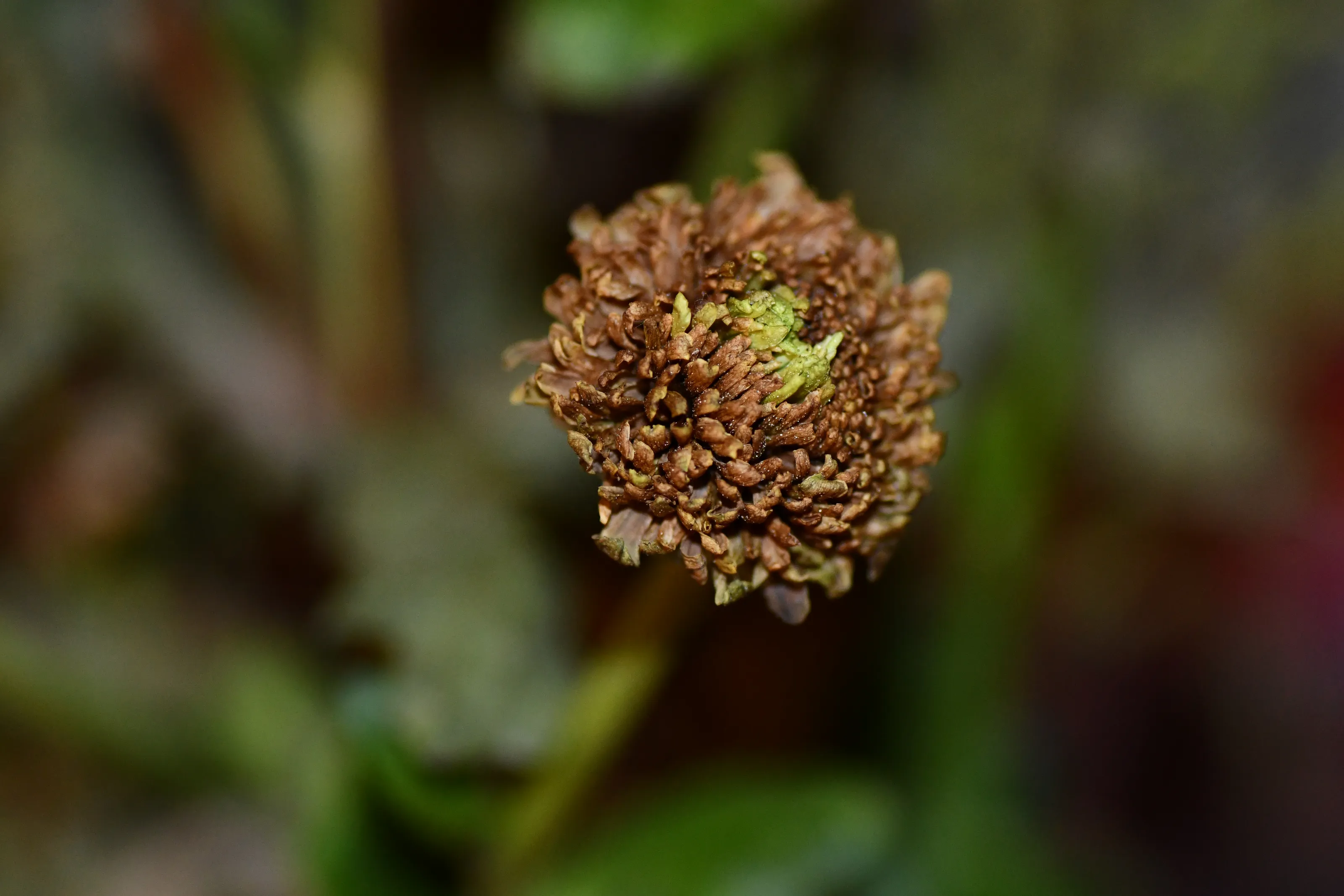 Dead Flowers Outdoors Still on the Plant