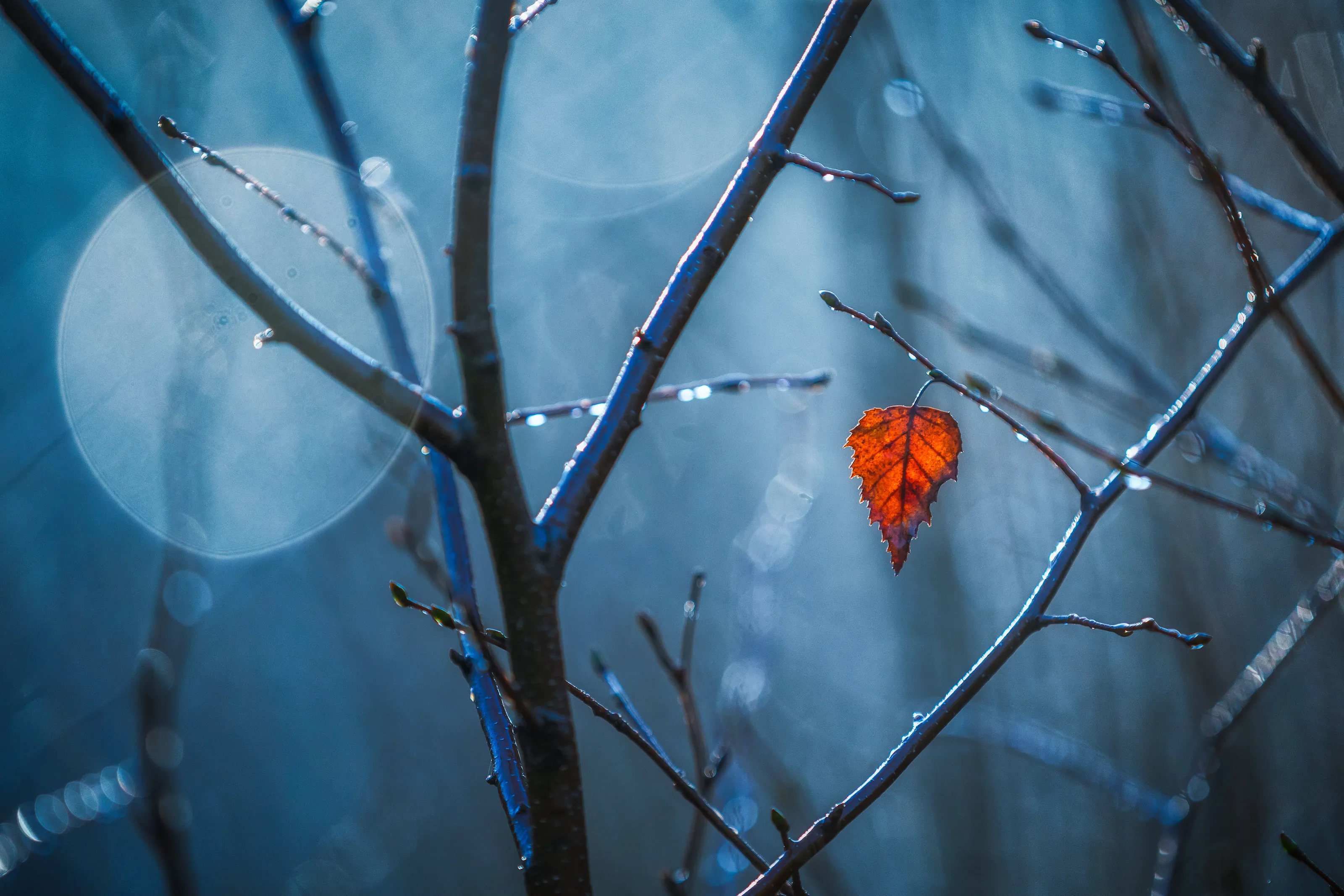 Technique - Bokeh