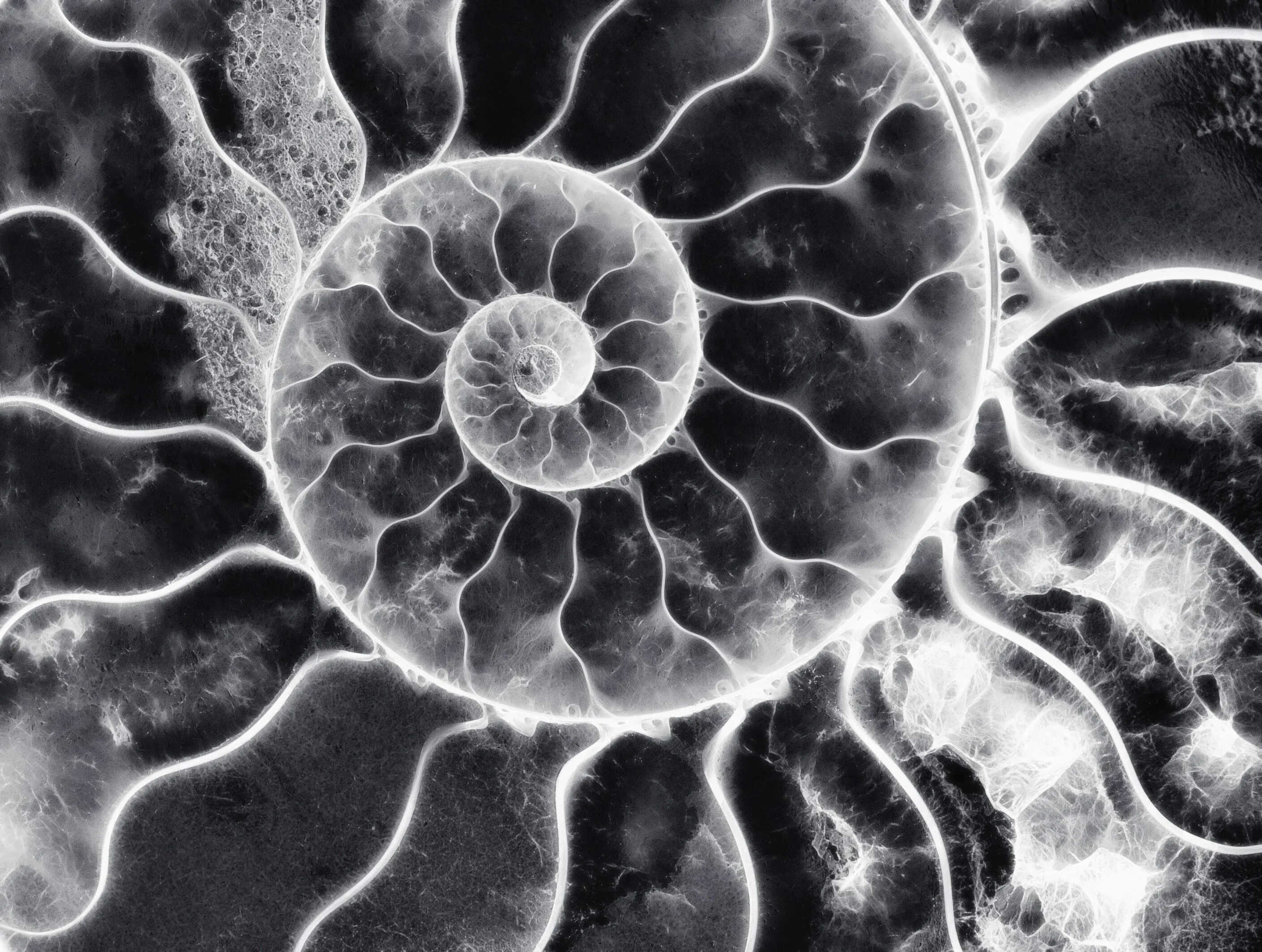 Black and White Macro