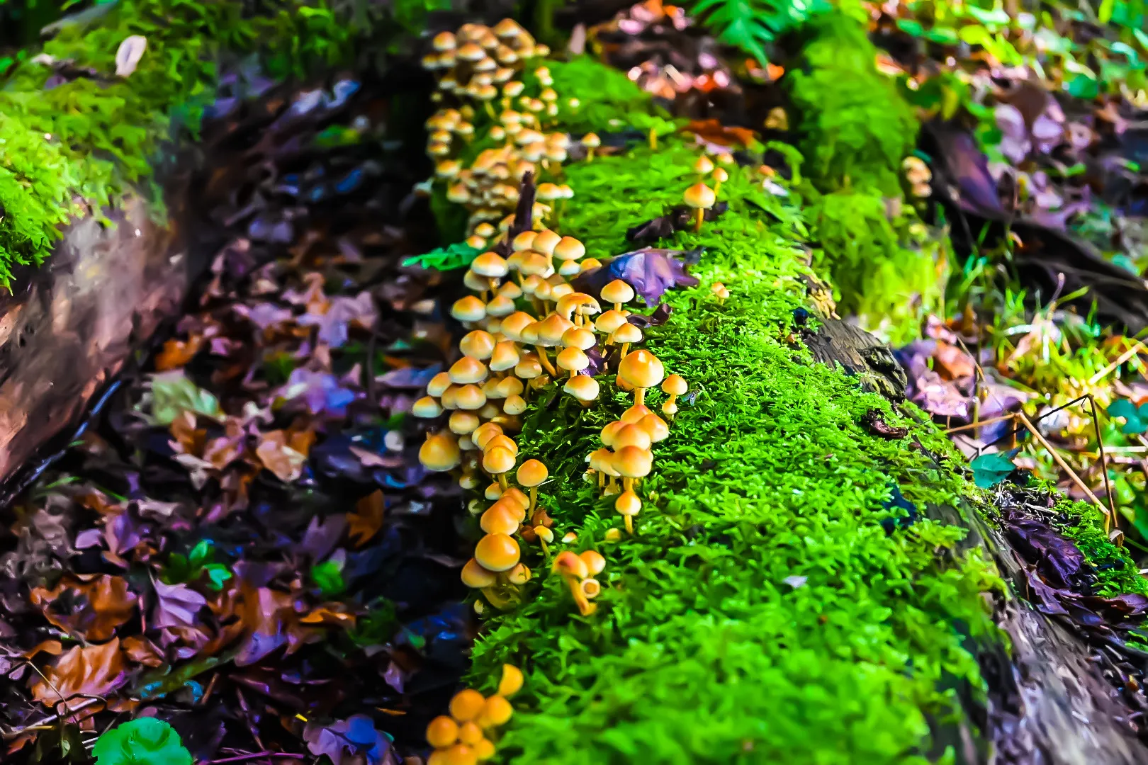 Fungi (in colour)