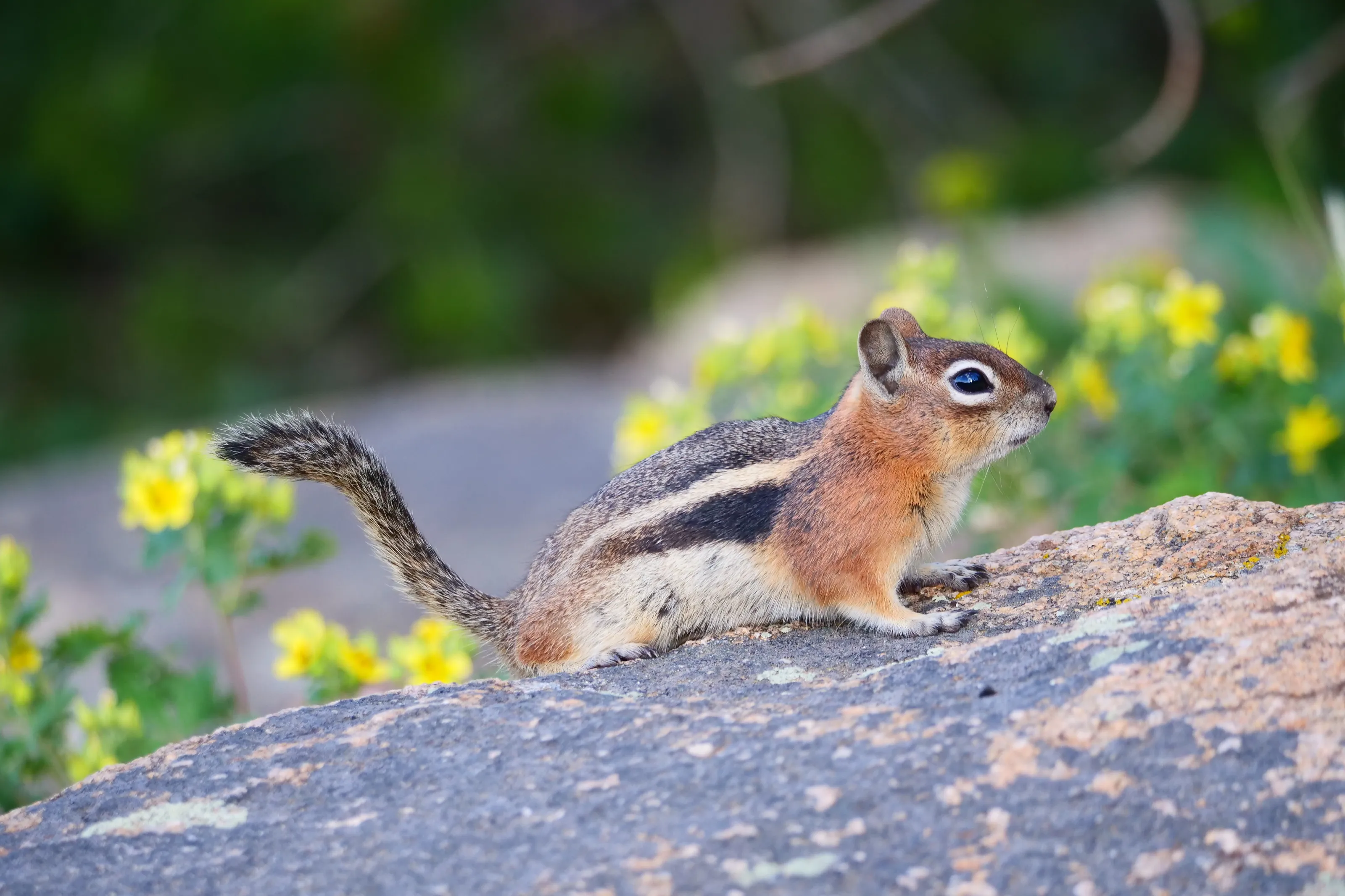 Chipmunks