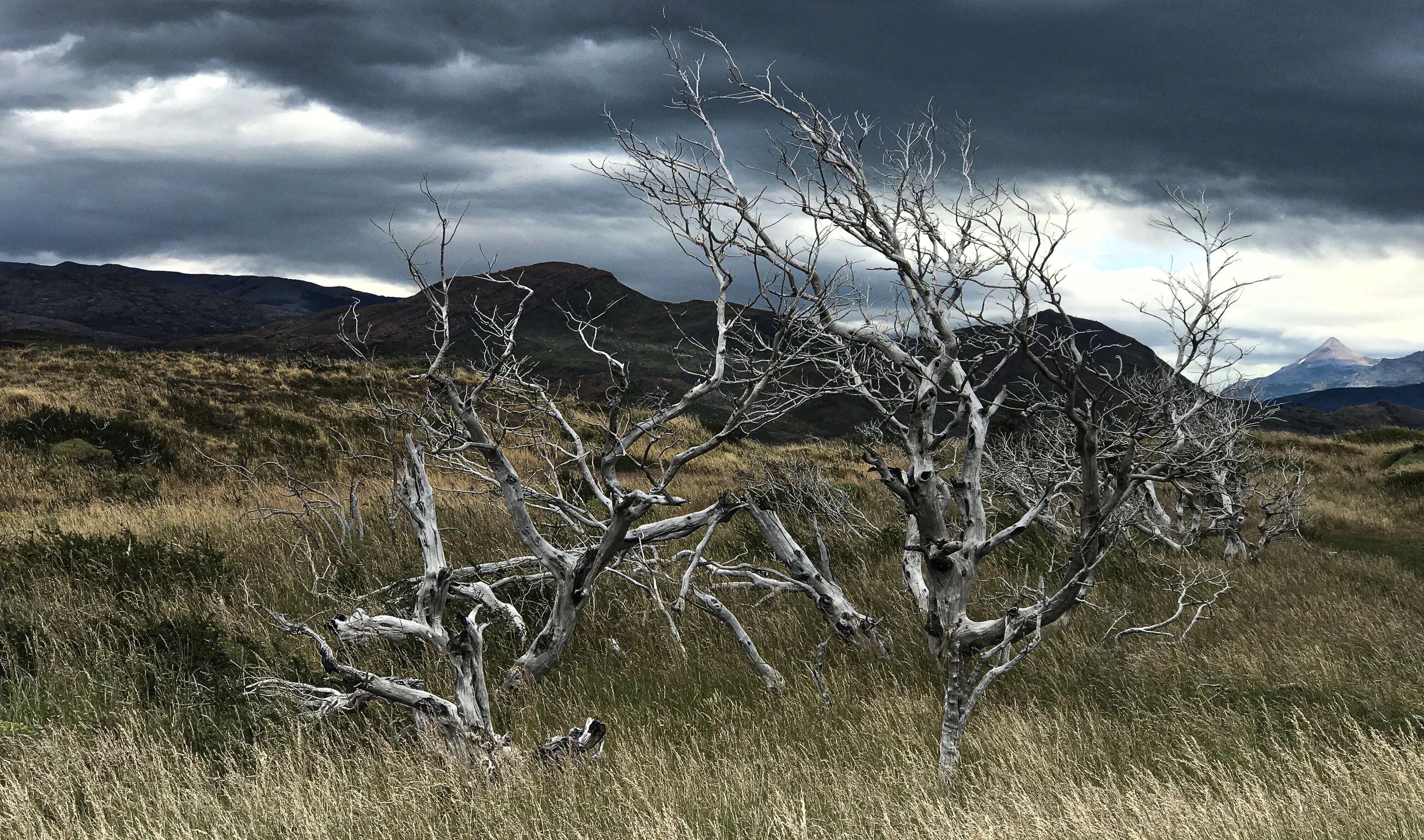 Dead Trees